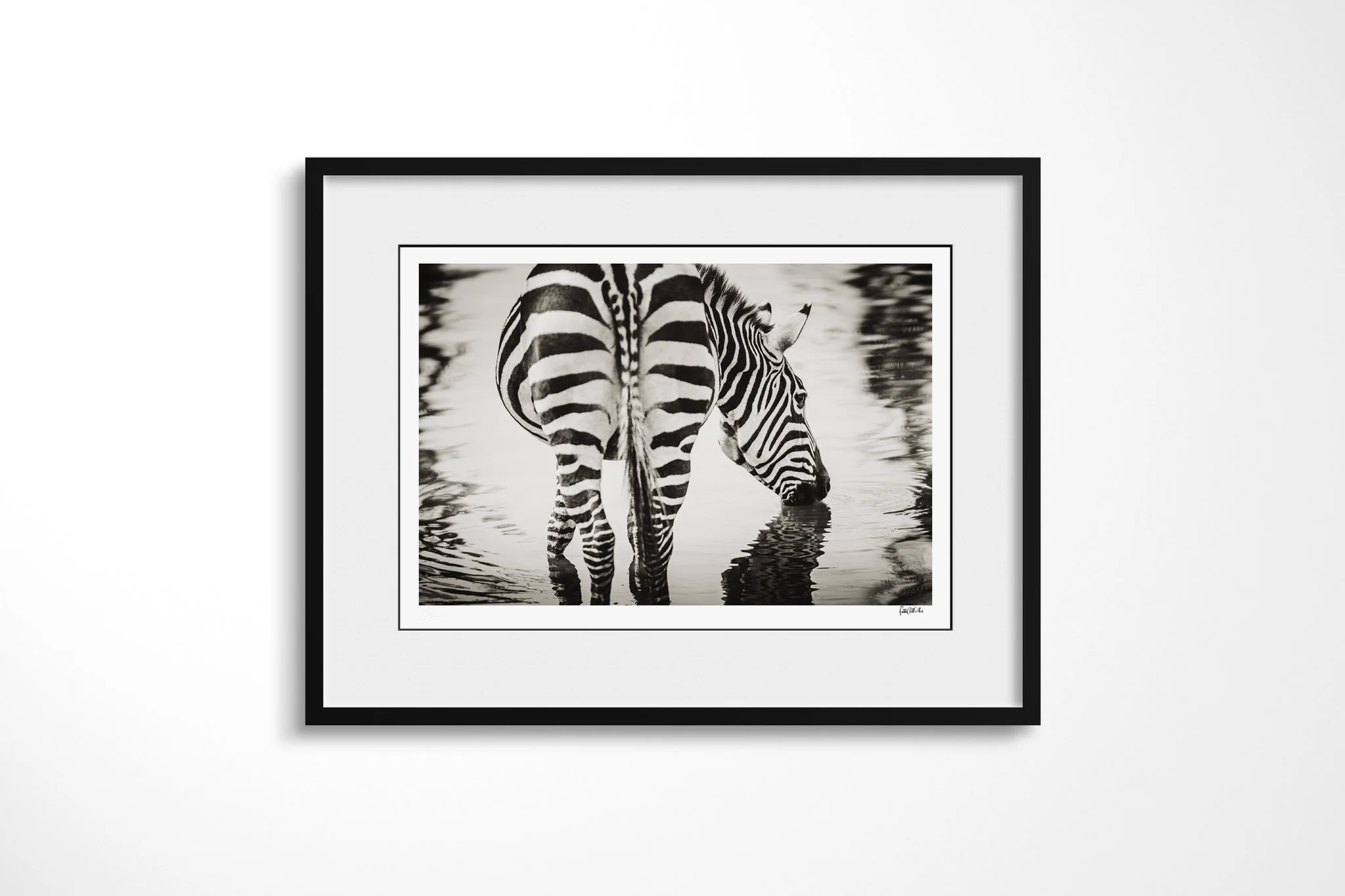 Framed presentation of Zig Zag with a white mount and black frame, showing plains zebra drinking in shallow water, seen from the rear and side with a broken reflection below.