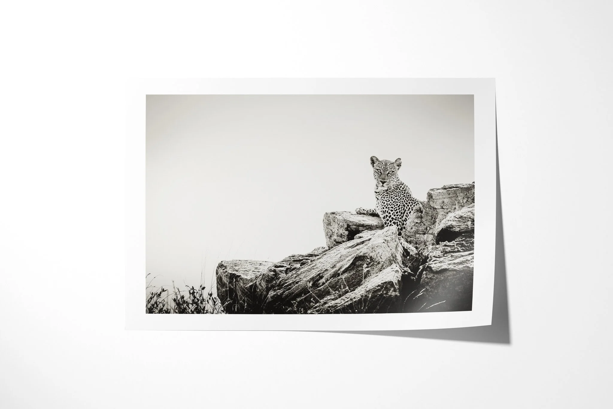Fine art paper print of Gaze, showing leopard poised on a rock outcrop, looking outward against a bright uncluttered background.