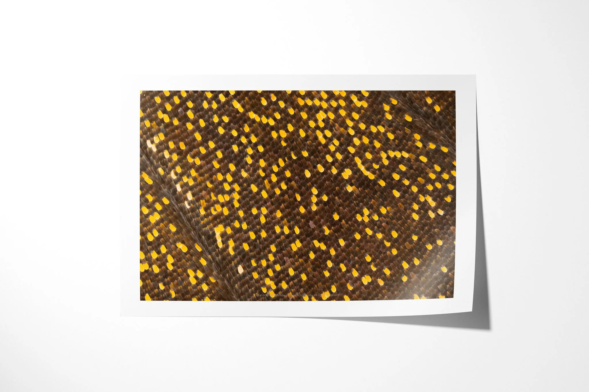 Fine art paper print of Papilio antenor - Papilionini Tribe II, showing dense yellow and cream scale dots curving across a dark brown butterfly wing surface.