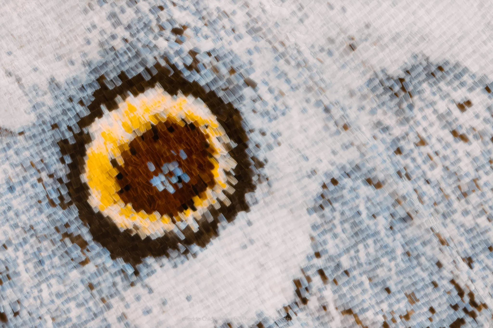Extreme macro detail of a yellow-ringed brown eyespot with blue-white flecks on pale silver-blue wing scales.