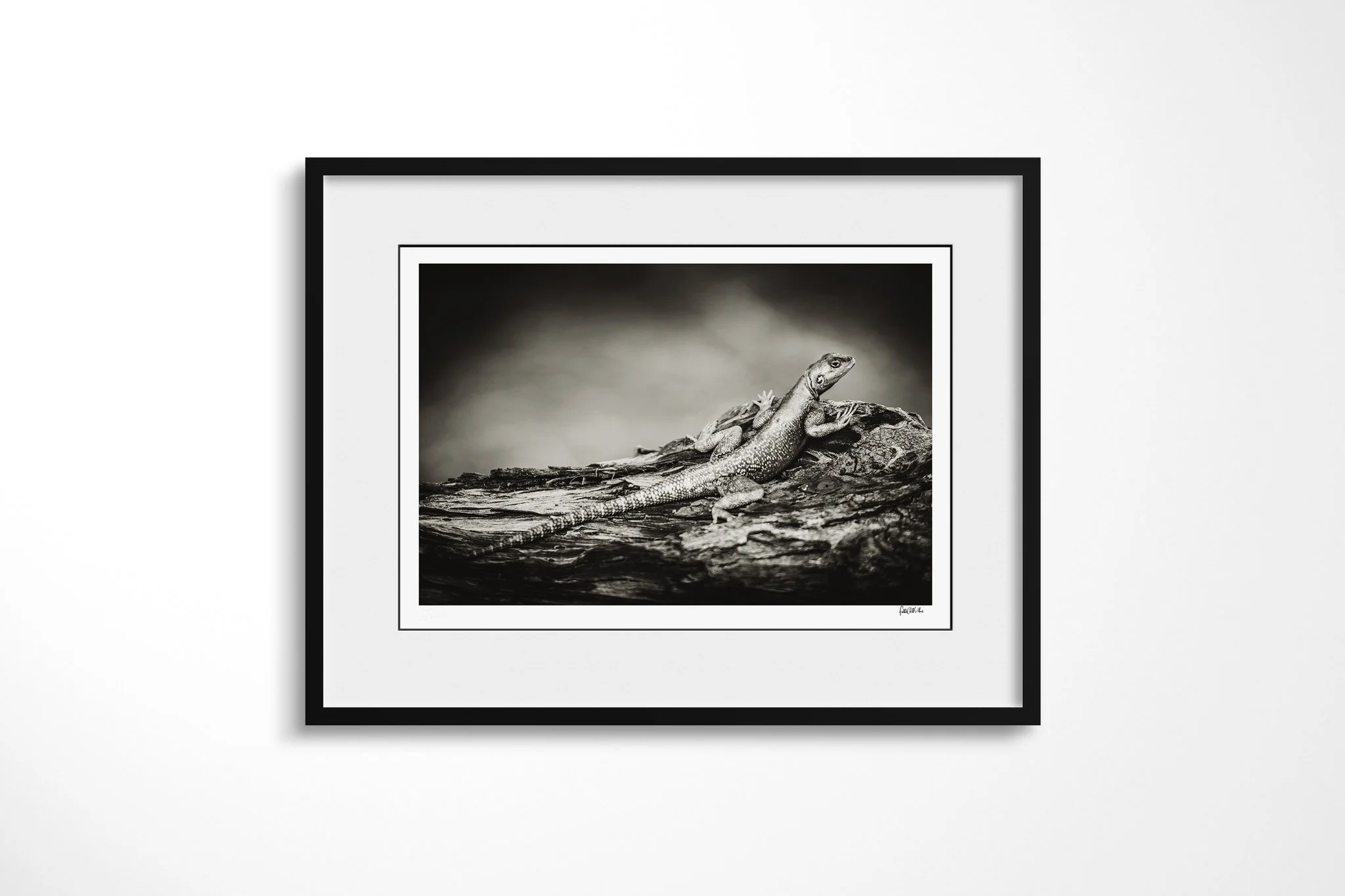 Framed presentation of Agama with a white mount and black frame, showing agama lizard resting in side profile on a weathered log, its textured scales picked out in monochrome.