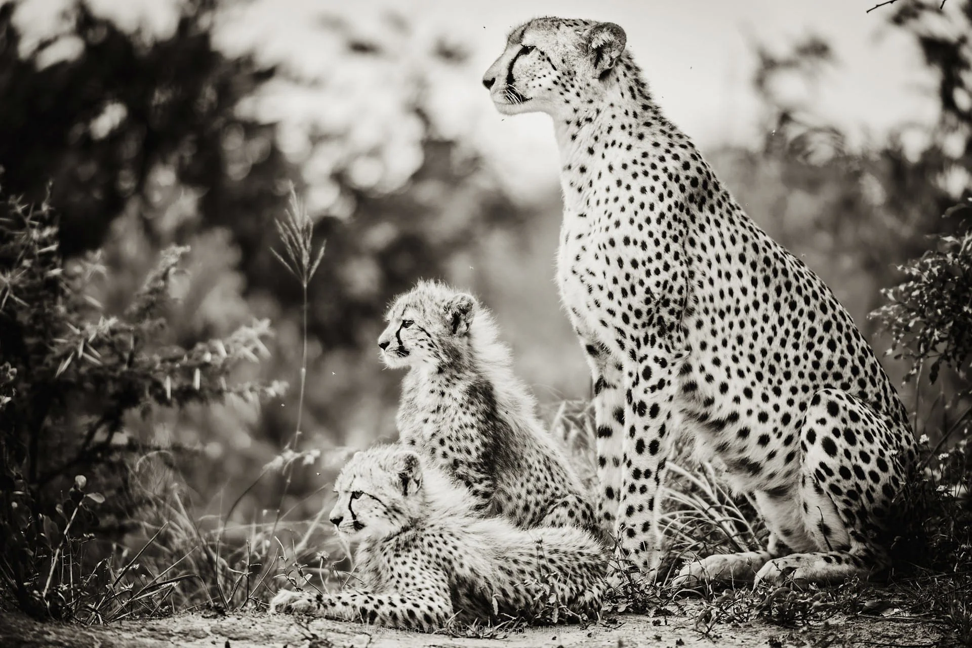 Adult cheetah seated upright with two cubs close beside it in low vegetation.