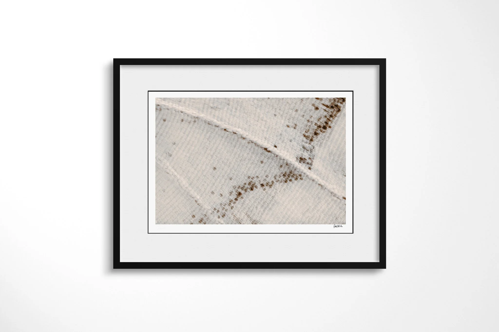 Black-framed presentation of Papilio gallienus - Papilionini Tribe IV with a white mount, showing ivory and pale blue-grey wing scales crossed by a raised diagonal vein and sparse brown flecks.