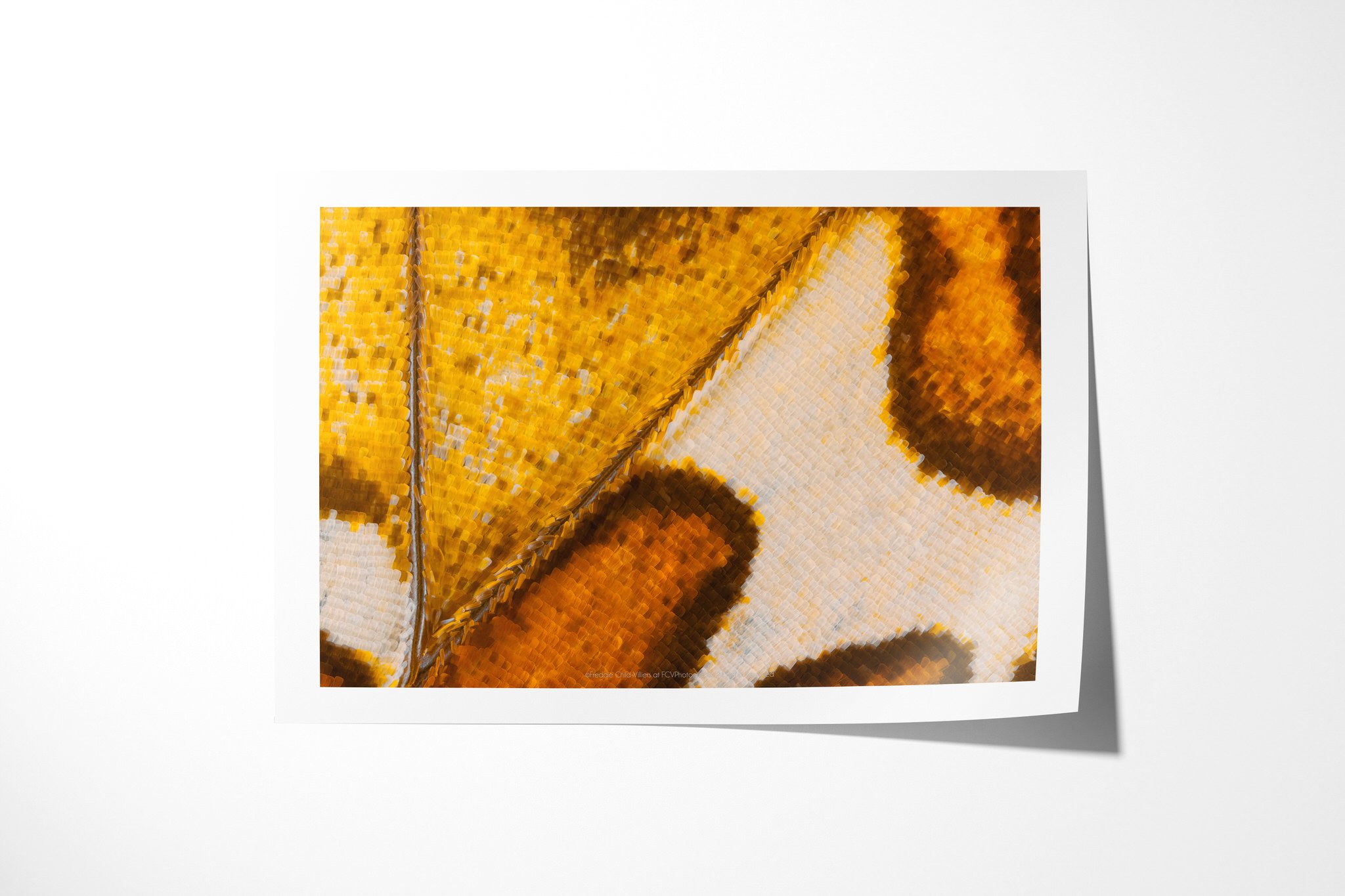 Fine art paper print of Cymothoe beckeri (Male) - Cymothoe Tribe VII, showing yellow-ochre and cream wing scales divided by a diagonal vein with rounded brown markings.