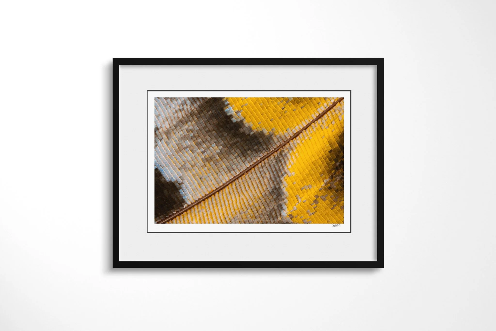 Black-framed presentation of Charaxes bipunctatus - Nymphalini Tribe IIII with a white mount, showing ochre, pale blue-grey and charcoal wing scales divided by a diagonal brown vein.