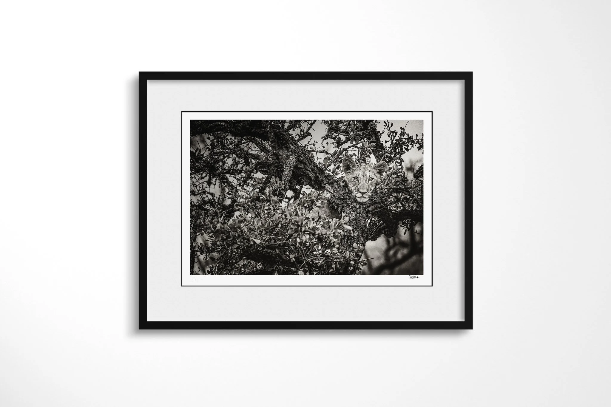 Framed presentation of On The Look Out with a white mount and black frame, showing lion cub’s face emerging through dense tree branches and leaves, with one eye held in clear focus.