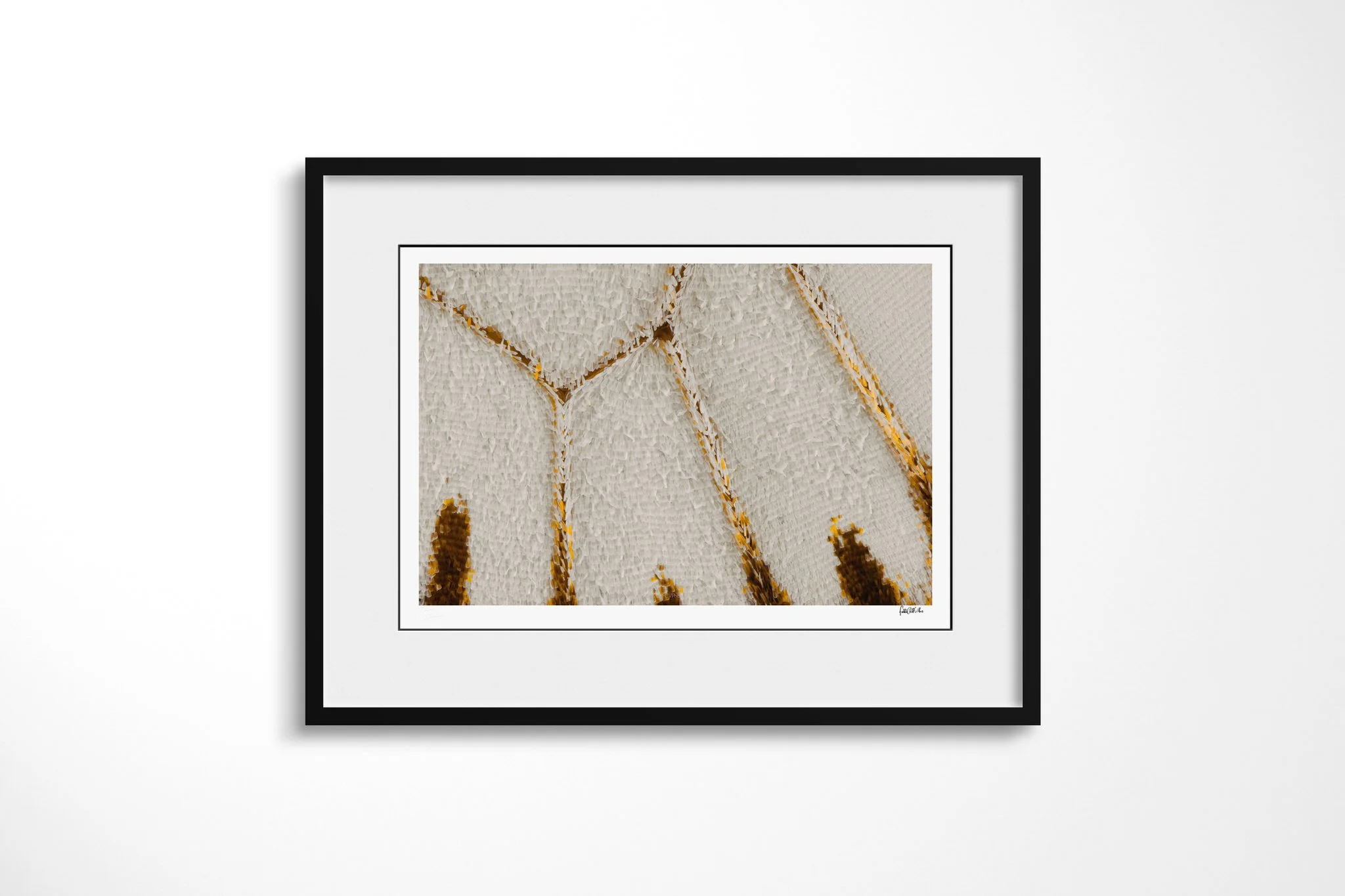 Black-framed presentation of Papilio gallienus - Papilionini Tribe III with a white mount, showing warm white wing scales crossed by branching ochre-brown veins and dark tapered markings.