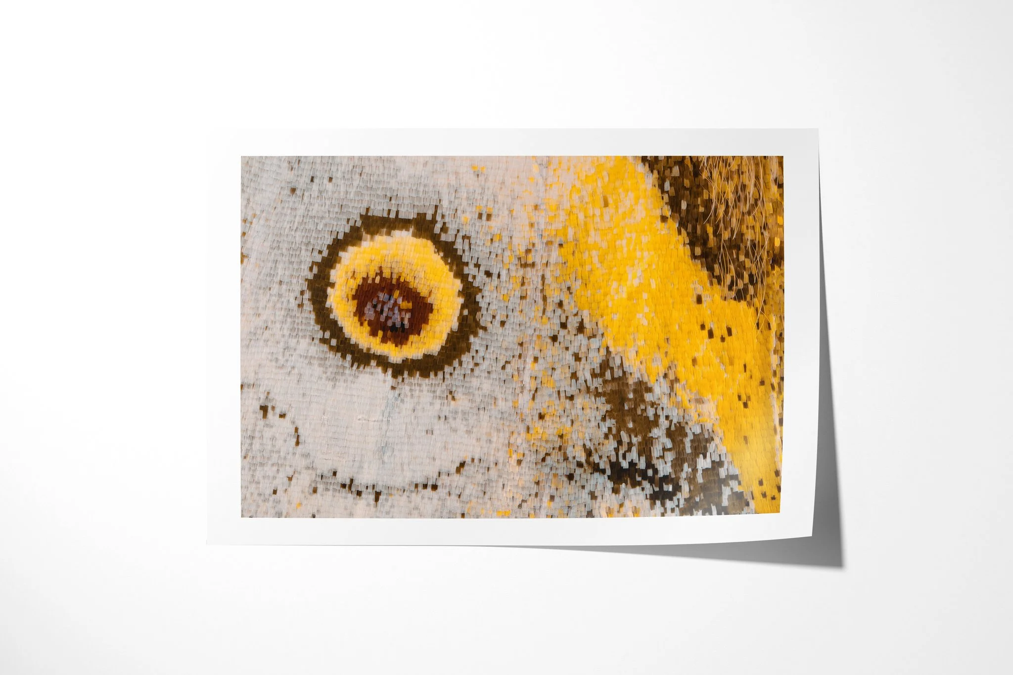 Fine art paper print of Salamis anacardii duprei - Junoniini Tribe, showing a small yellow-ringed eyespot beside an ochre diagonal band on pale silver-blue scales.