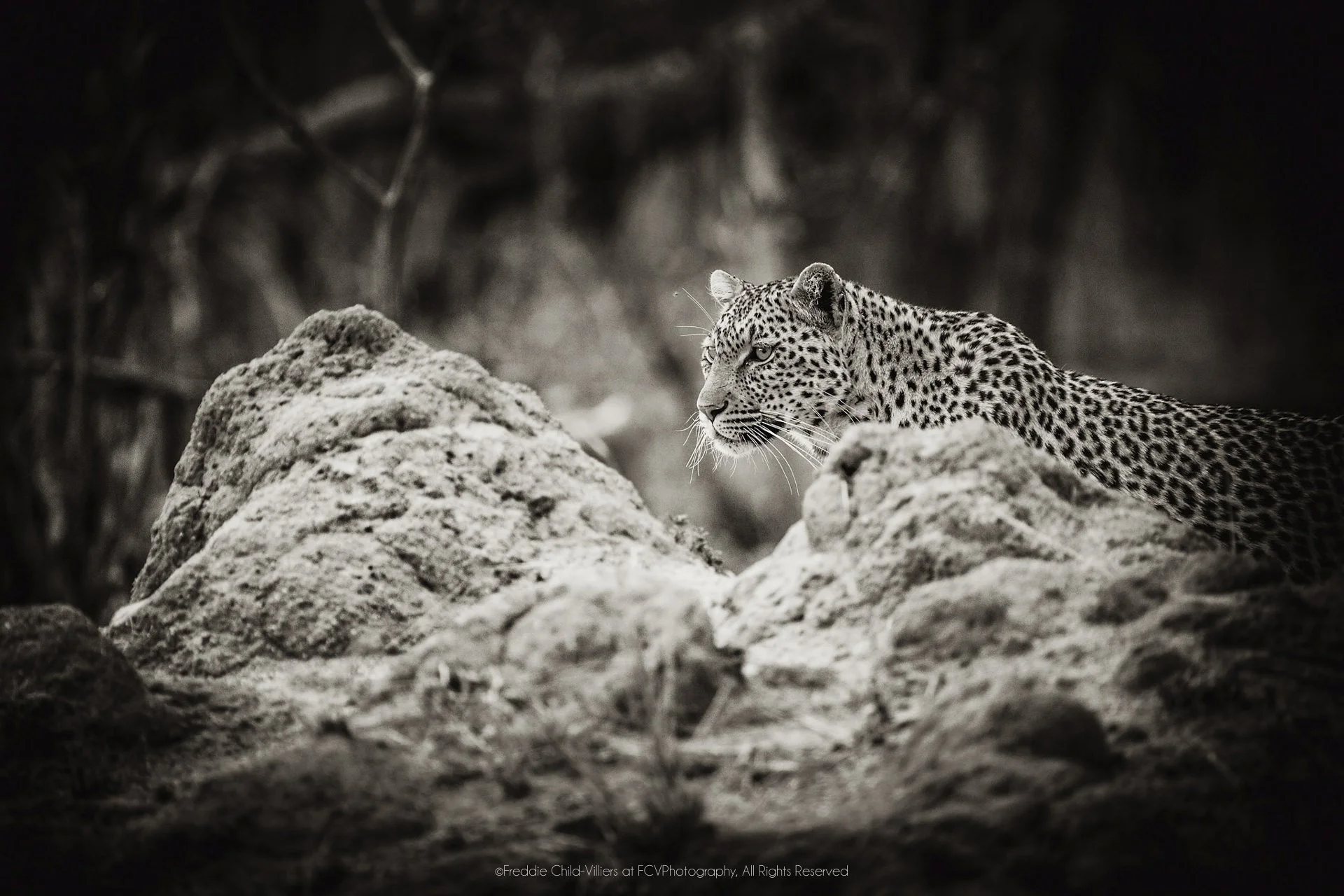 Leopard partly concealed behind pale rocks, with its head and shoulders visible above them.