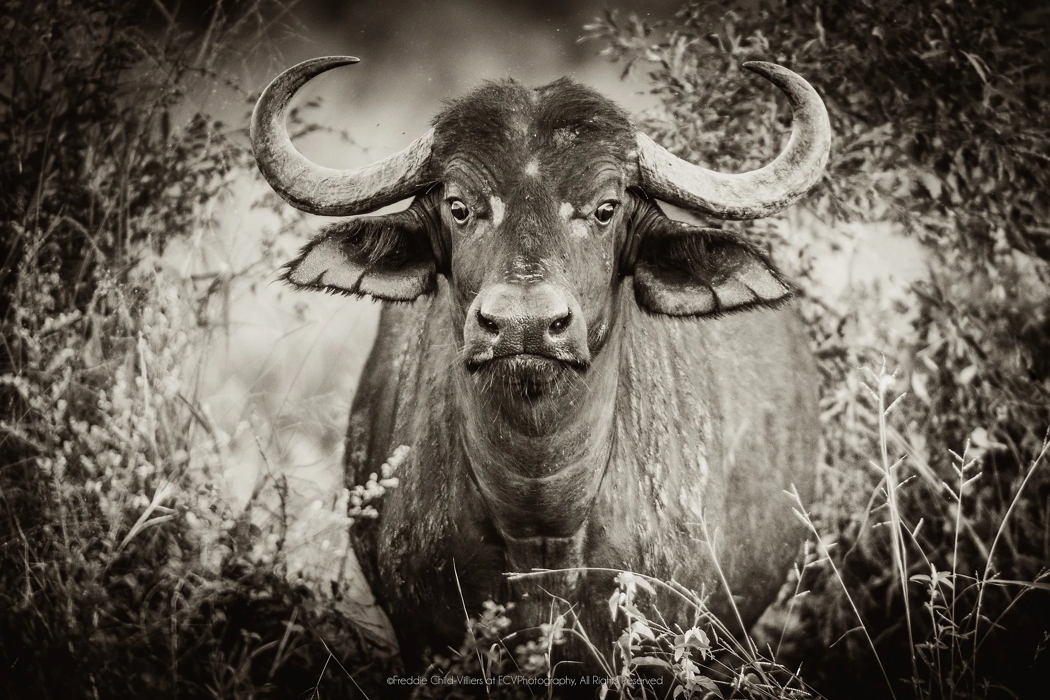 African buffalo facing forward through grass and low brush, with broad horns and muzzle prominent.