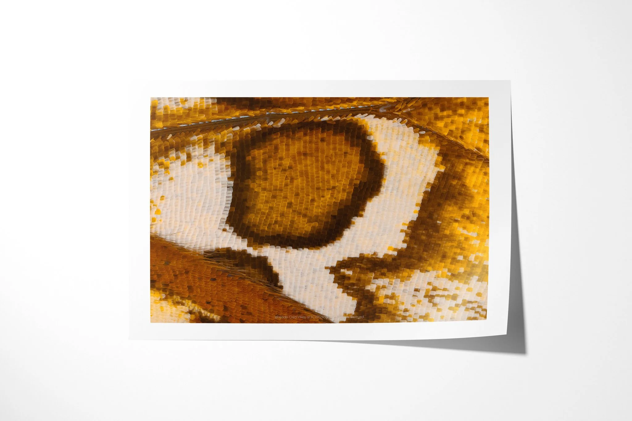 Fine art paper print of Cymothoe beckeri (Male) - Cymothoe Tribe VIII, showing a rounded bronze patch encircled by cream within mottled gold and ochre wing scales.