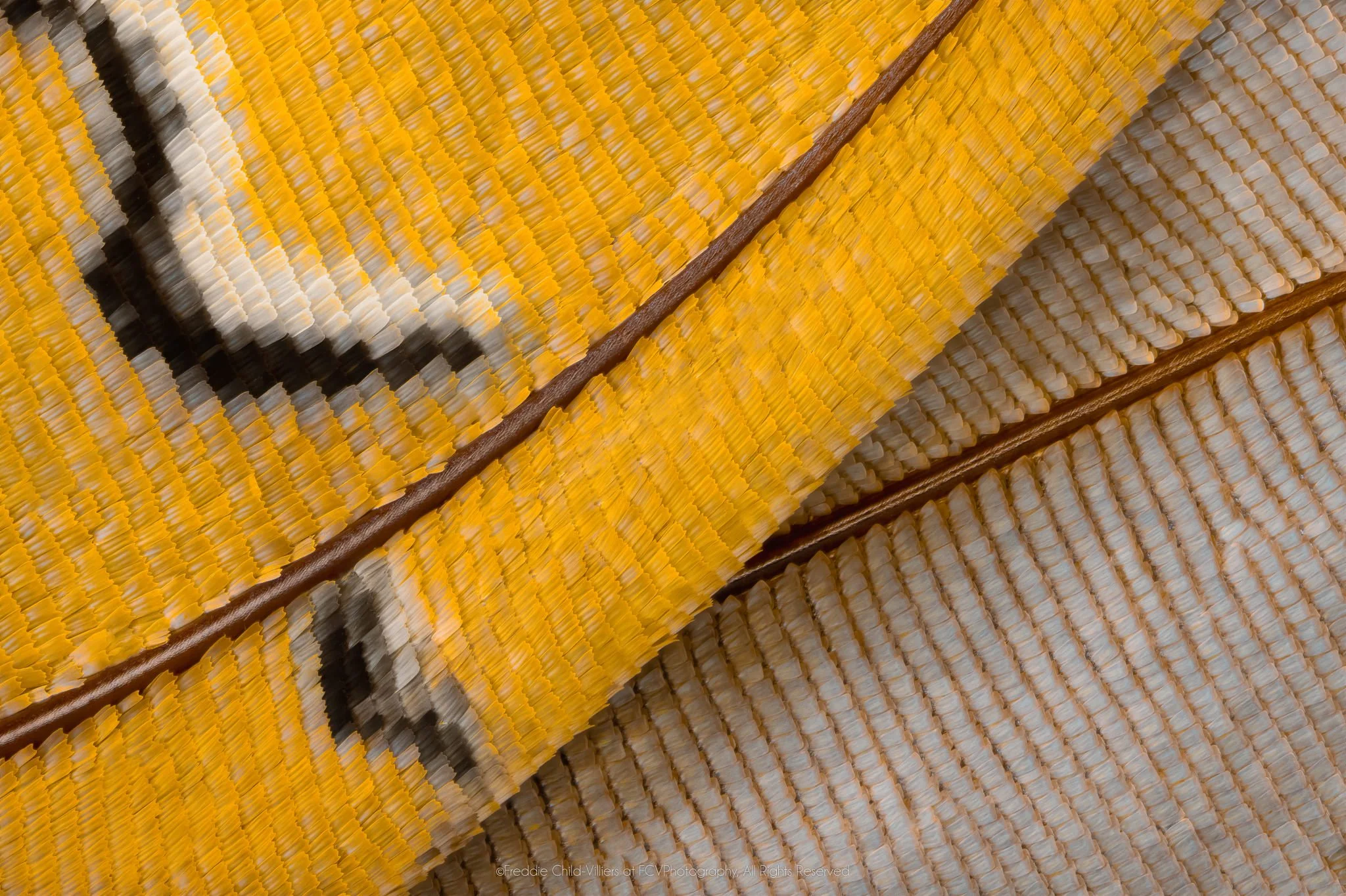 Extreme macro detail of golden and pale blue-grey wing scales intersected by brown veins and black-edged cream markings.
