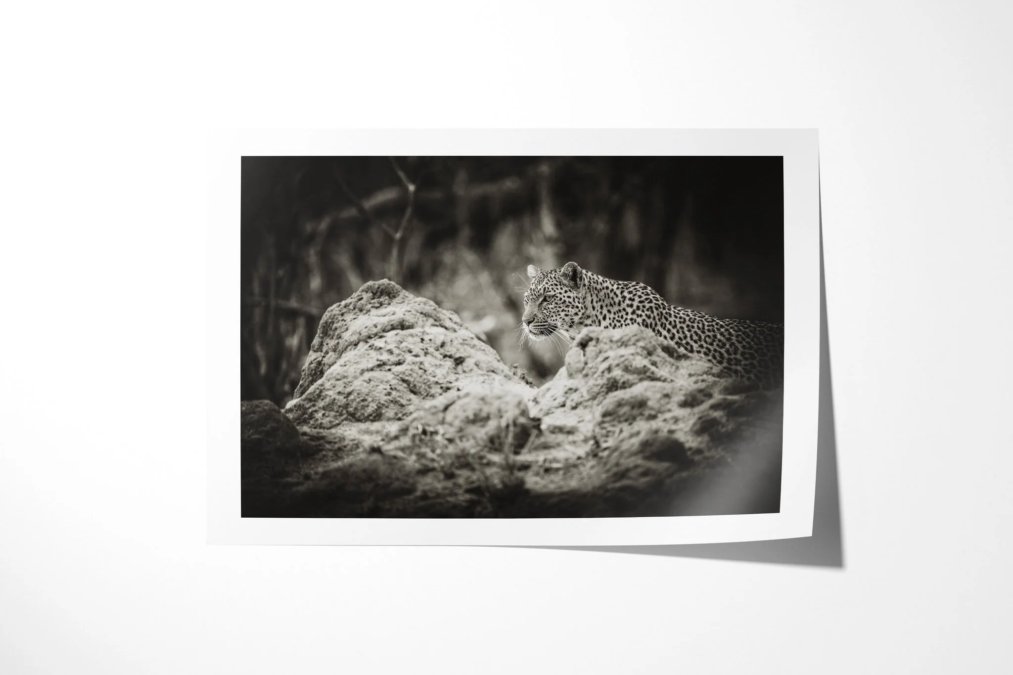 Fine art paper print of Leopard, showing leopard partly concealed behind pale rocks, with its head and shoulders visible above them.