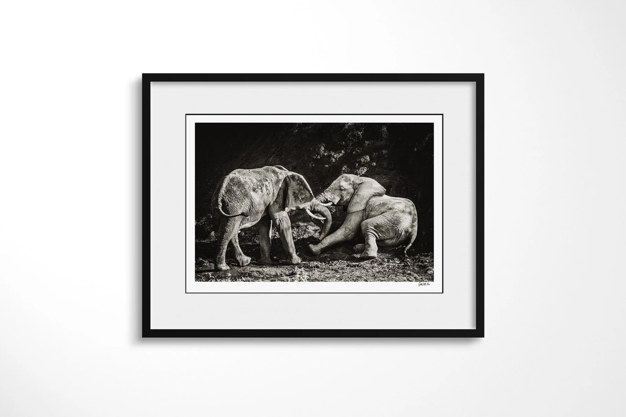 Framed presentation of Pushover with a white mount and black frame, showing two African savanna elephants in close physical interaction, one leaning low as trunks and tusks meet.
