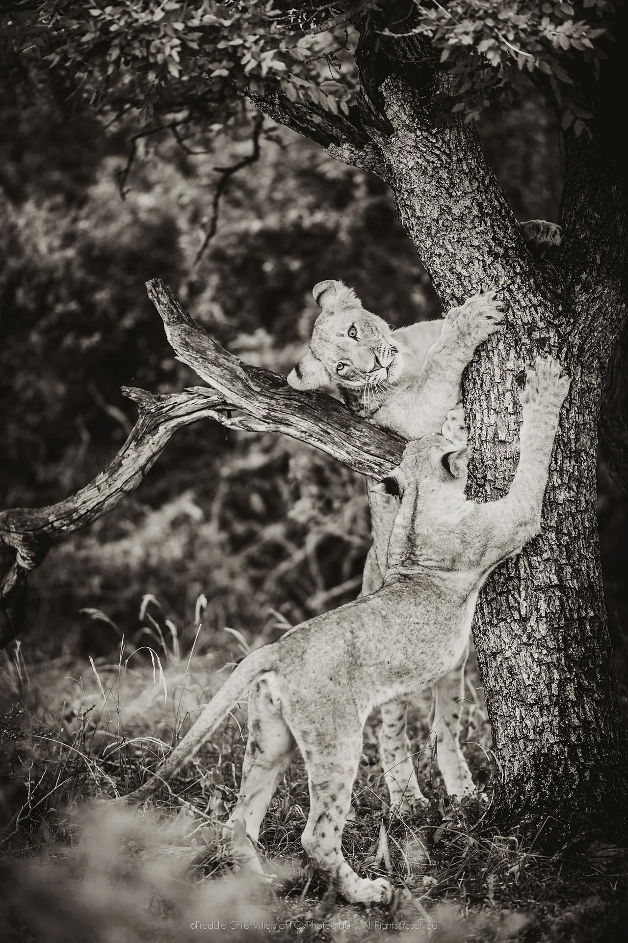 Two lion cubs around a rough tree trunk, one gripping the bark above the other.