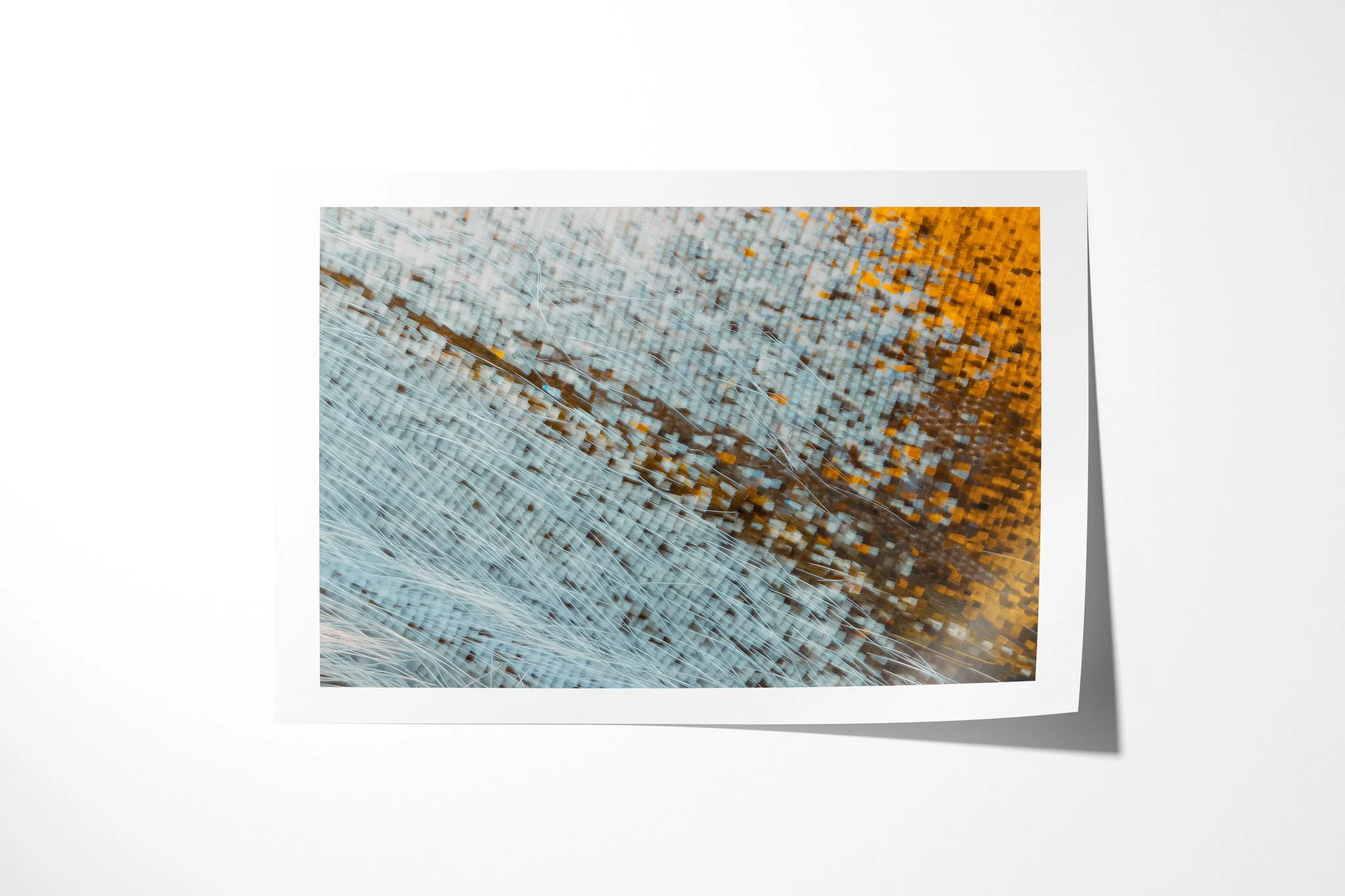 Fine art paper print of Cymothoe beckeri - Cymothoe Tribe, showing pale blue-grey scales meeting amber-yellow across an irregular brown band and fine pale fibres.
