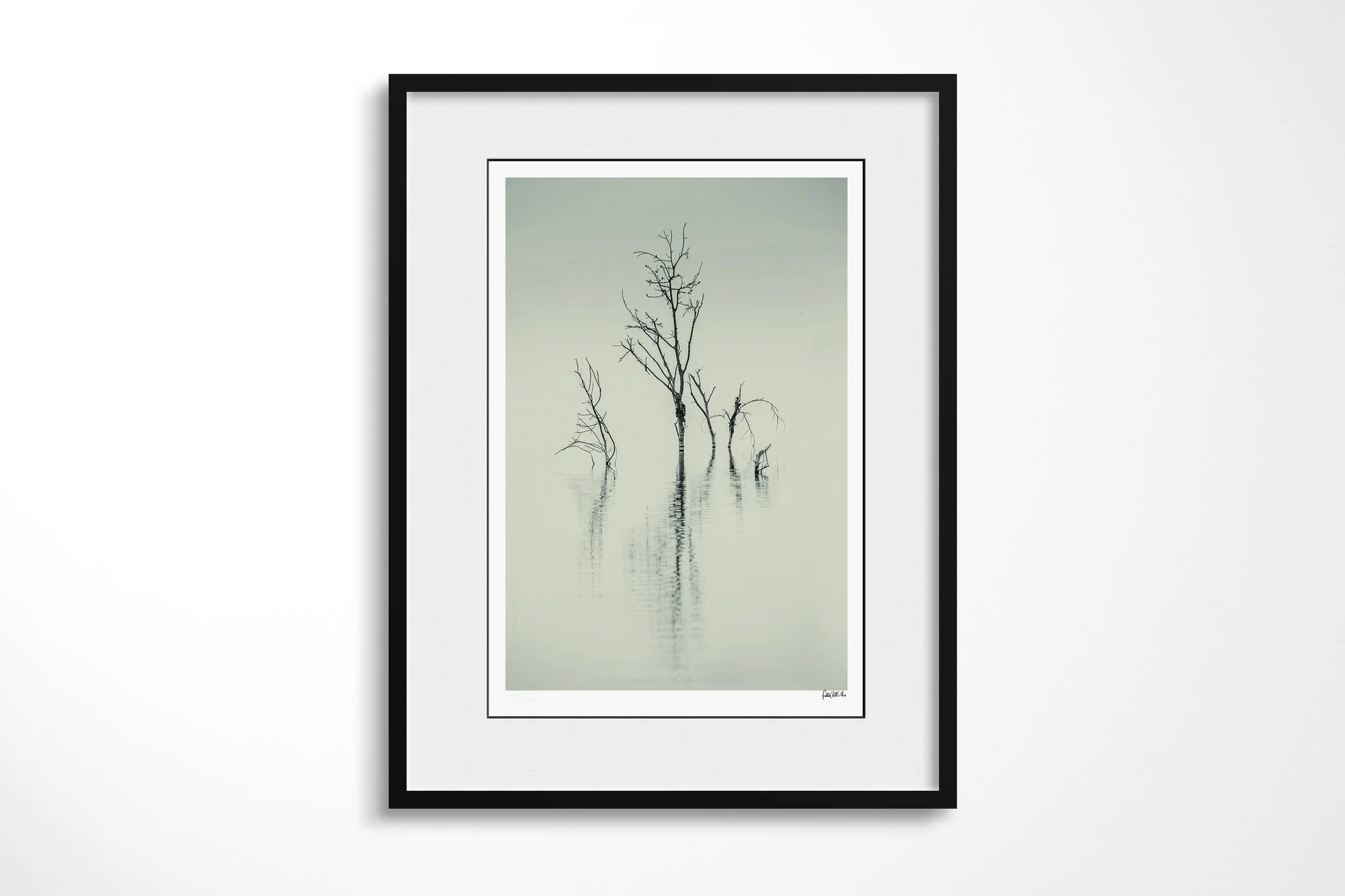 Framed fine art presentation of The Skeleton in a black frame with a white mount, depicting leafless trees standing in pale still water, their soft reflections fading into grey-green haze.