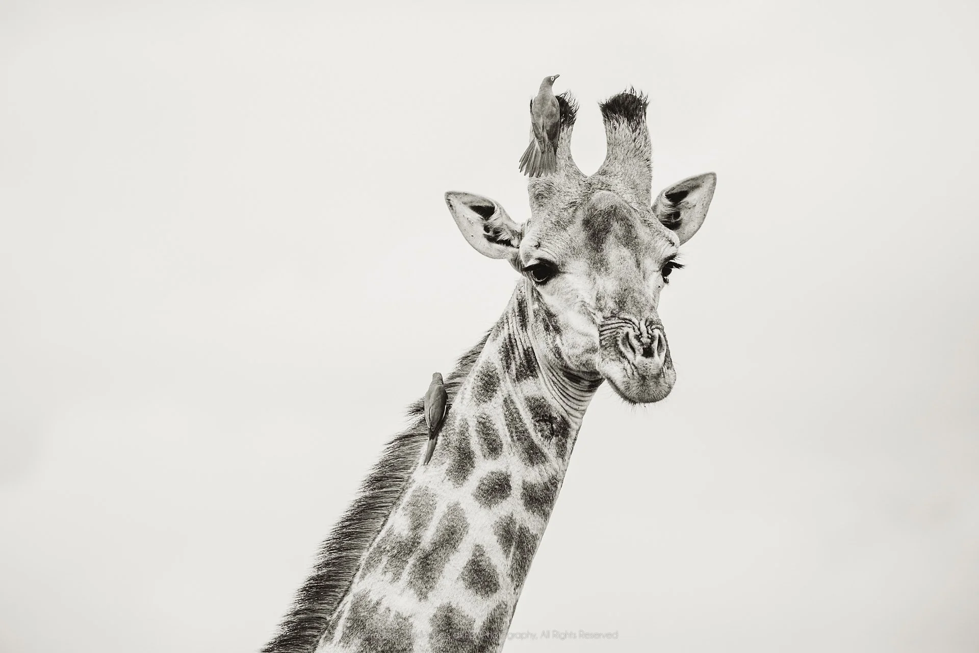 Giraffe head and neck in profile with several oxpeckers perched along its coat.