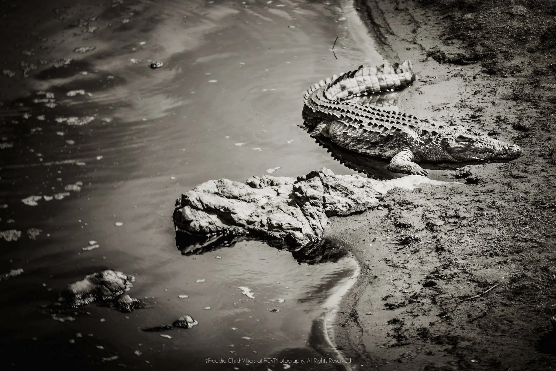 A lone crocodile lying along a muddy water edge