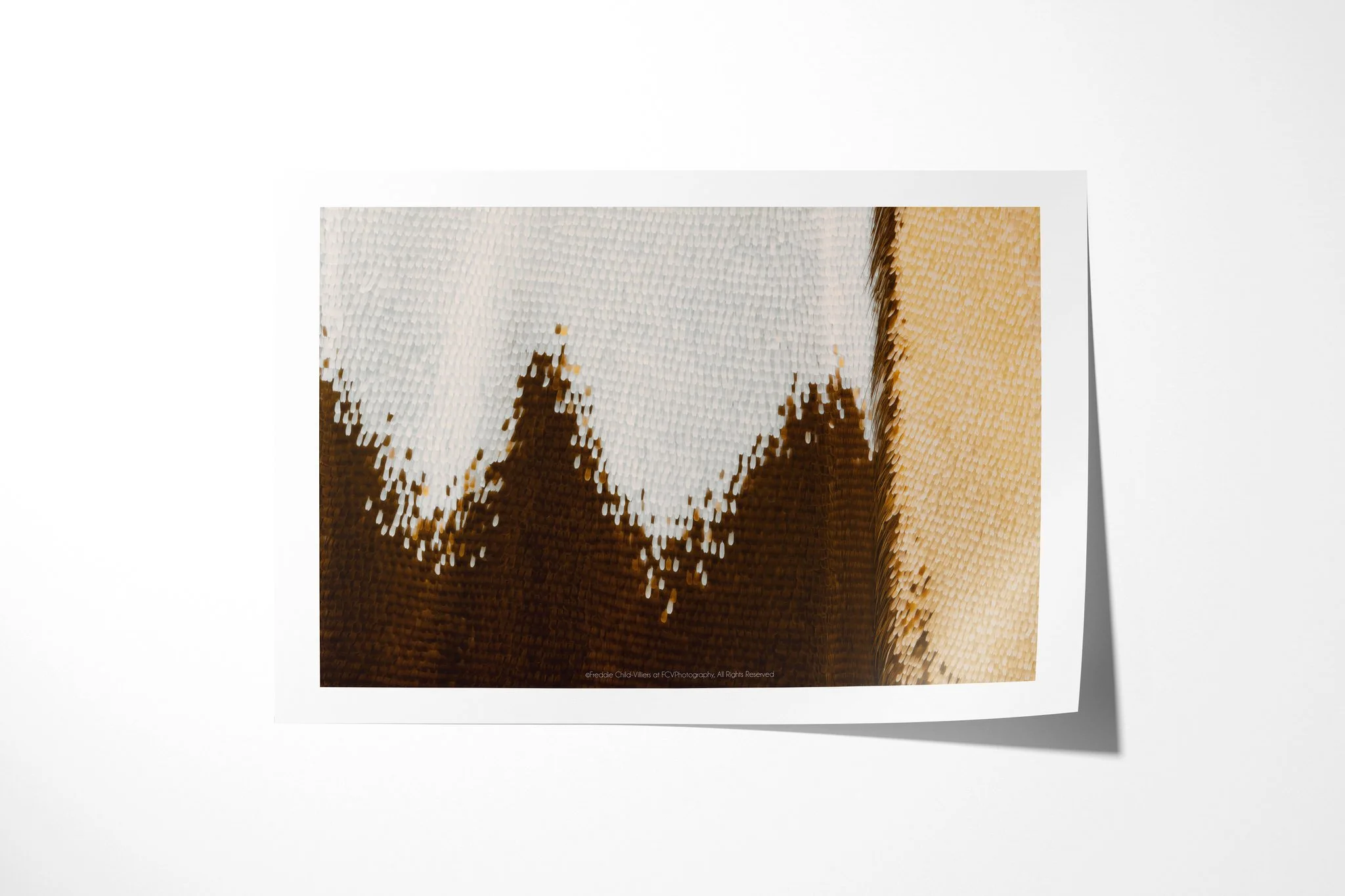 Fine art paper print of Papilio gallienus - Papilionini Tribe II, showing pale blue-white scales above a dark brown band of triangular peaks with a cream edge.