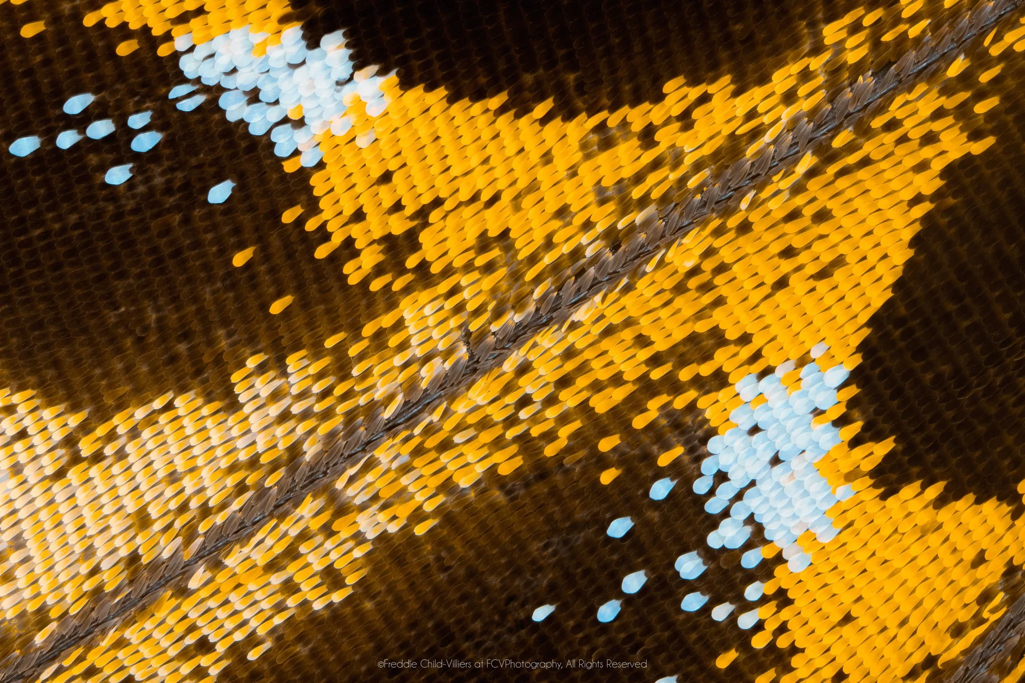 Extreme macro detail of golden-yellow and pale blue-white scale clusters divided by a dark diagonal vein on brown.