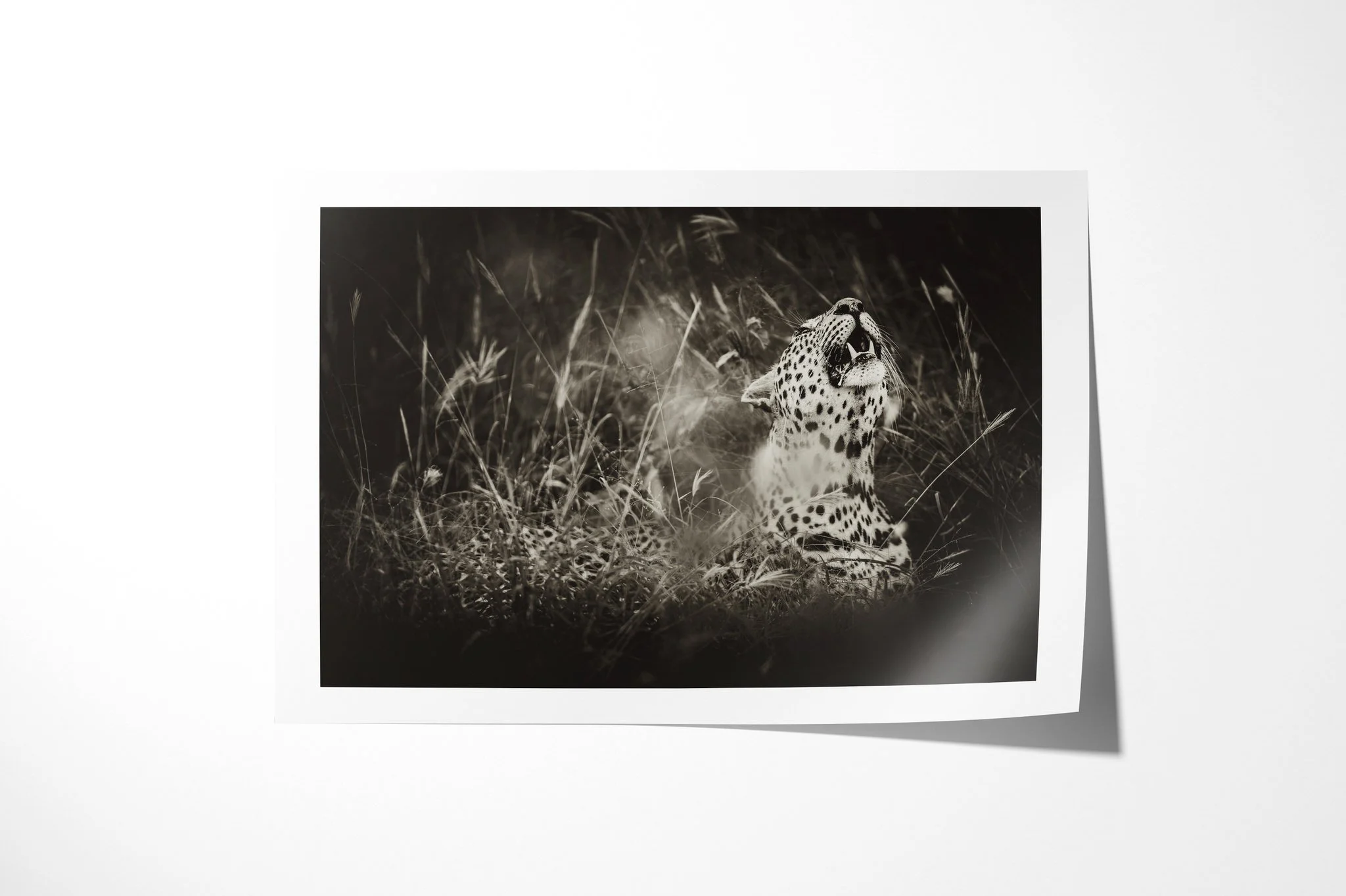 Fine art paper print of Look To The Stars, showing seated leopard in grass looking upward, with its mouth slightly open and chest in profile.