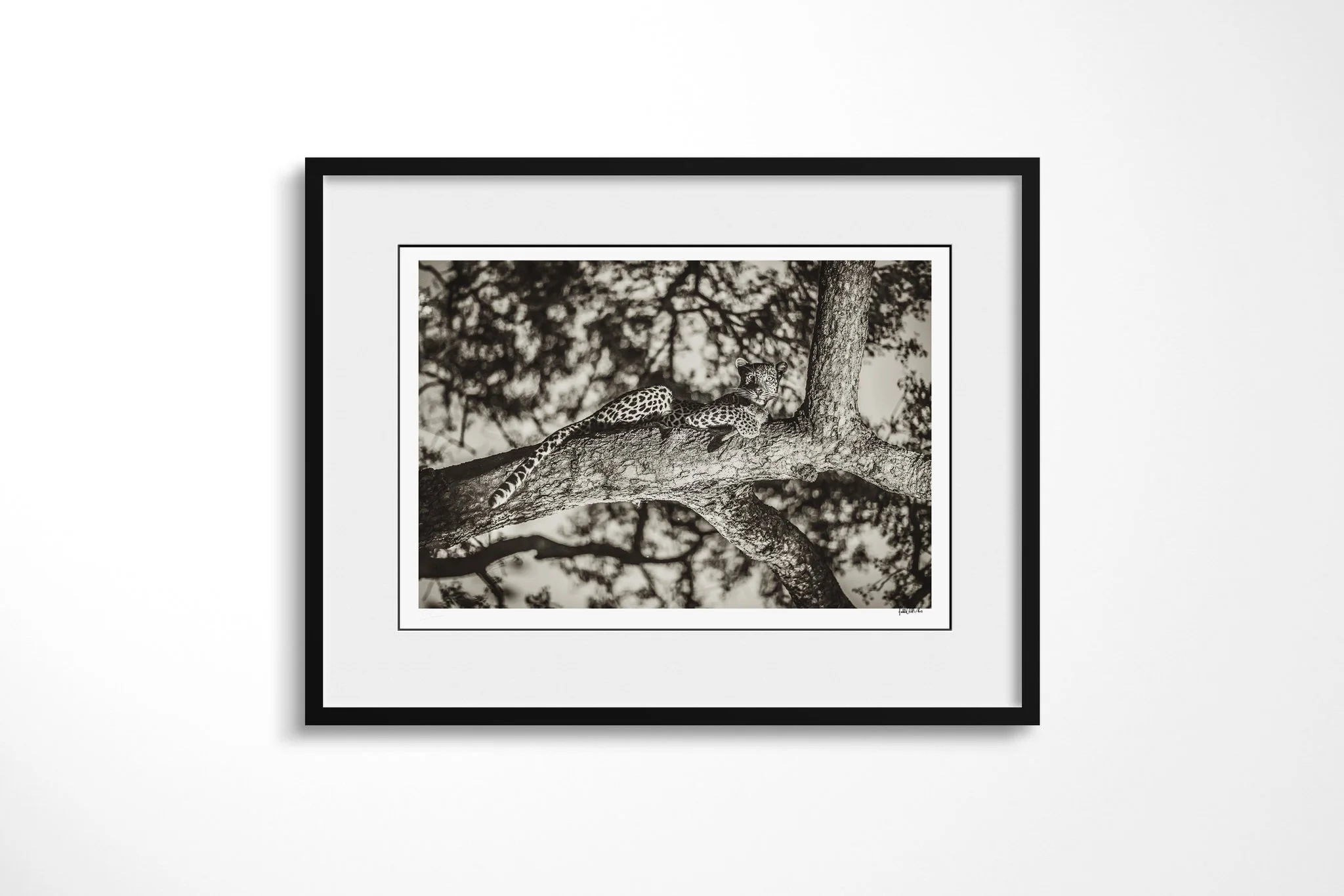 Framed presentation of Safeguard with a white mount and black frame, showing leopard stretched along a broad tree branch with forelegs forward and head raised.