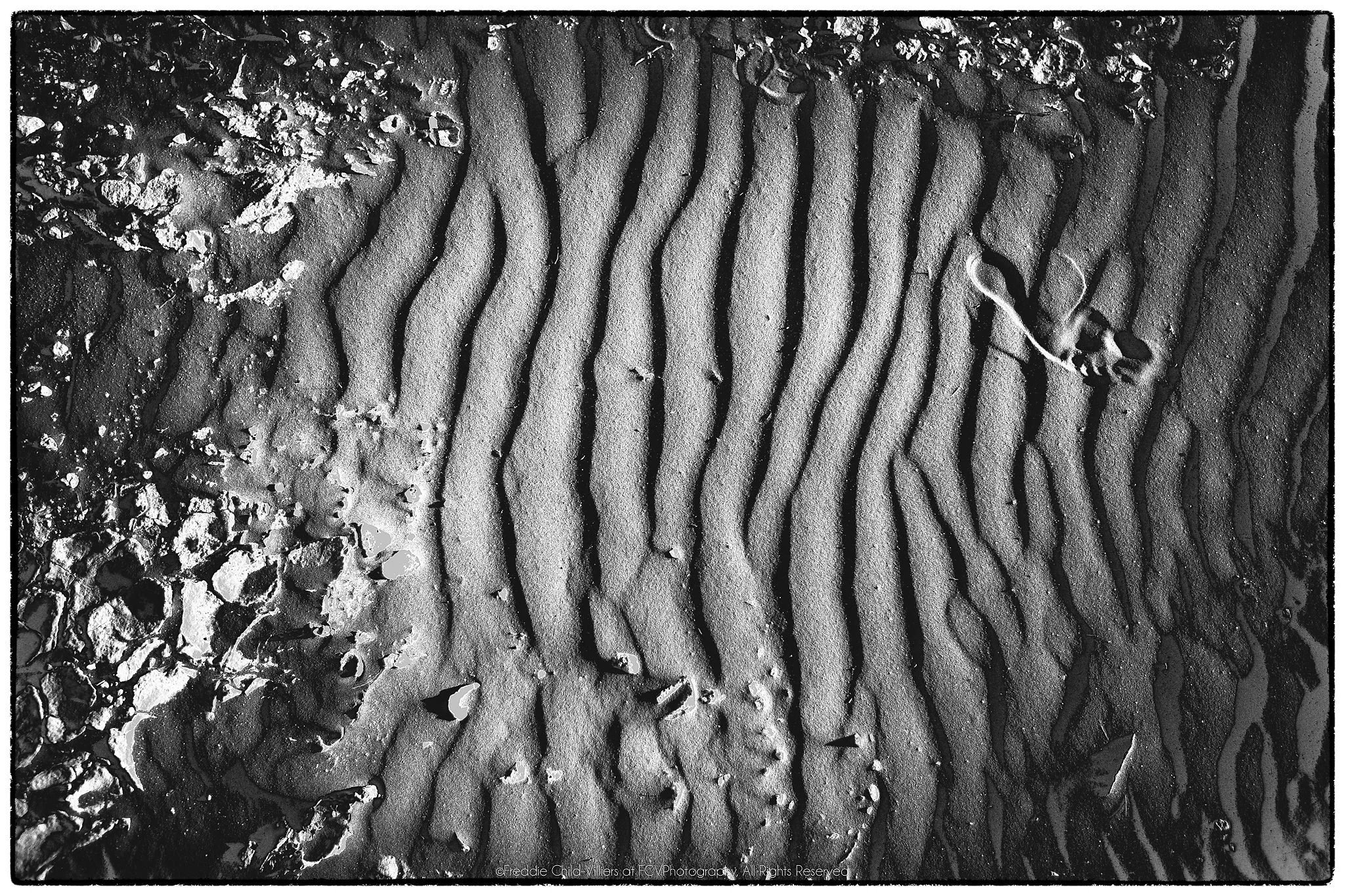 Vertical band of sand ripples bordered by broken crust, with a small curled plant fragment.