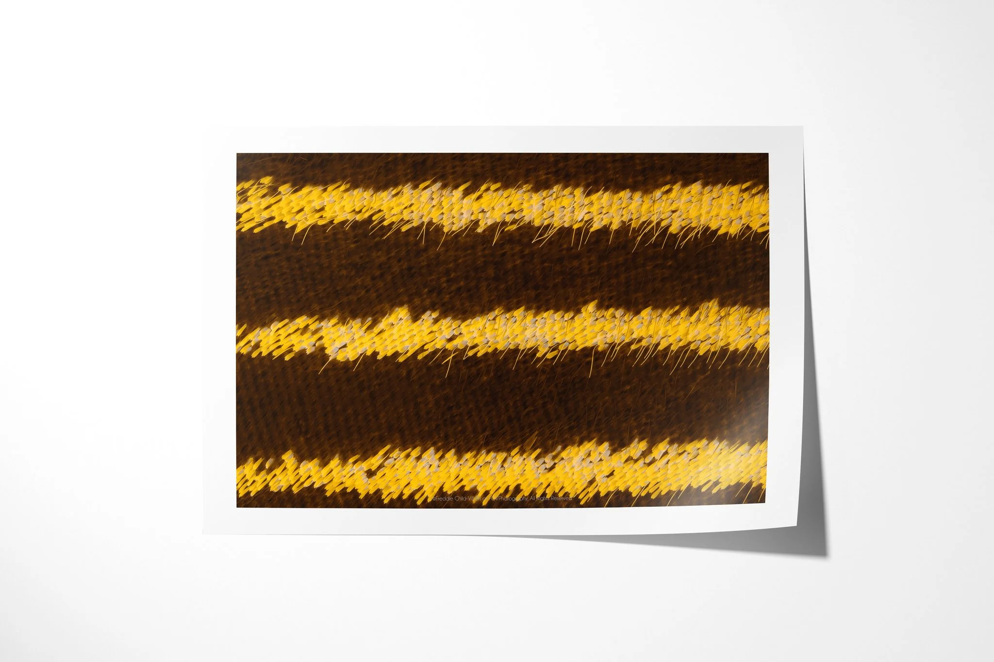 Fine art paper print of Papilio lormier - Papilionini Tribe III, showing three bright yellow scale bands with fine hairs running across a deep brown wing surface.