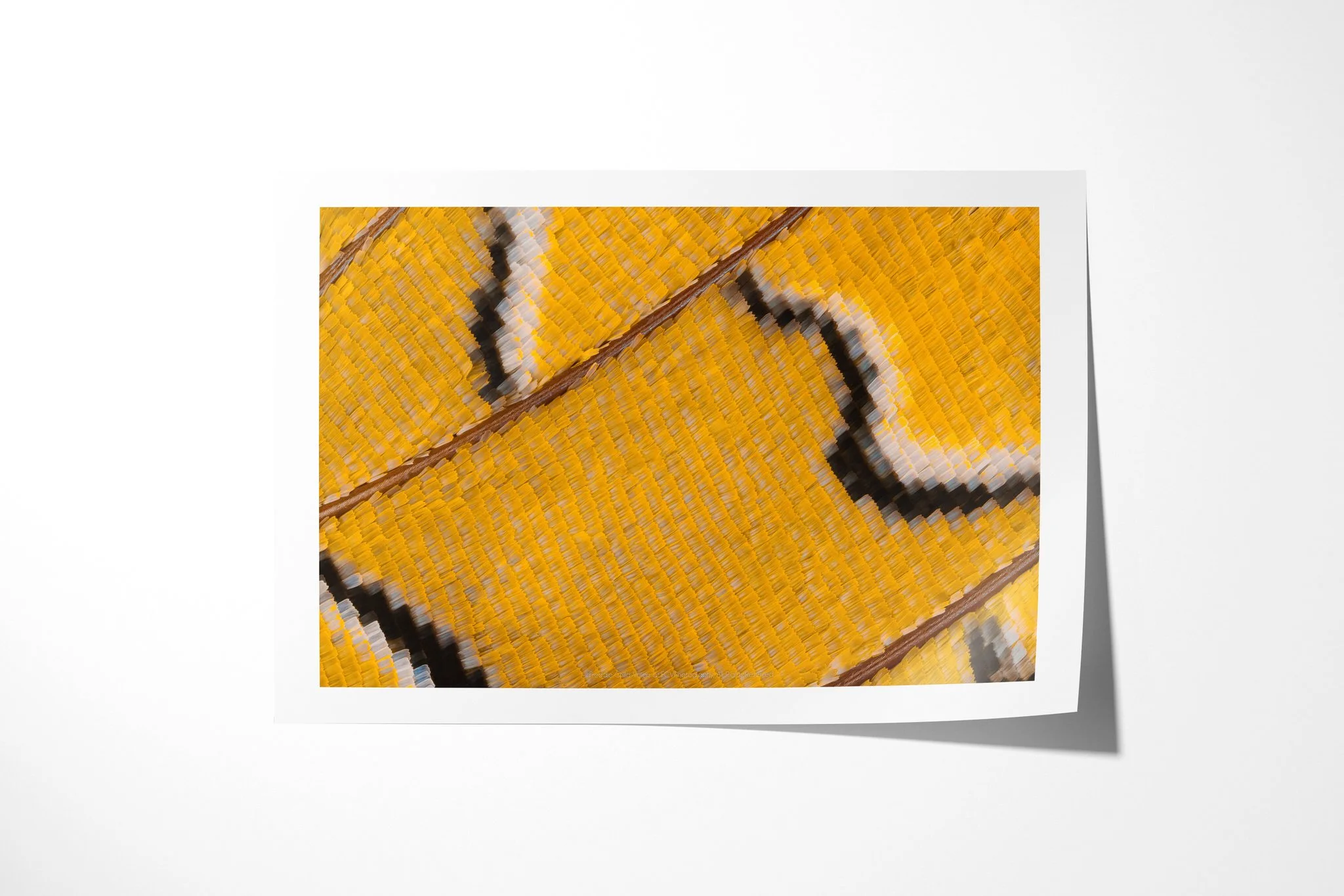 Fine art paper print of Charaxes bipunctatus - Nymphalini Tribe II, showing golden-yellow wing scales crossed by brown veins and curved cream bands edged in black.