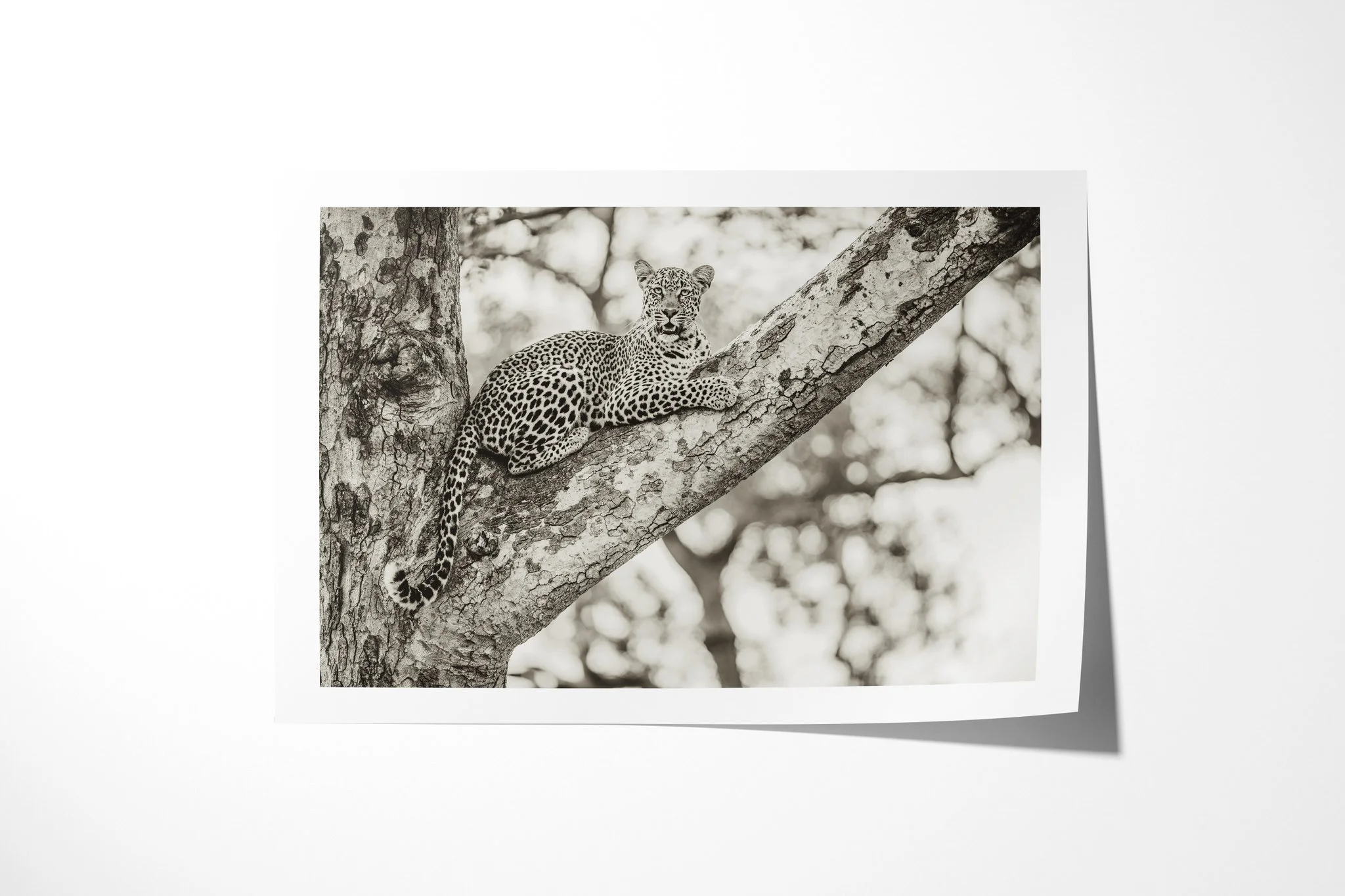 Fine art paper print of Distinguished, showing leopard reclining along a thick angled branch, facing the camera with forelegs extended.