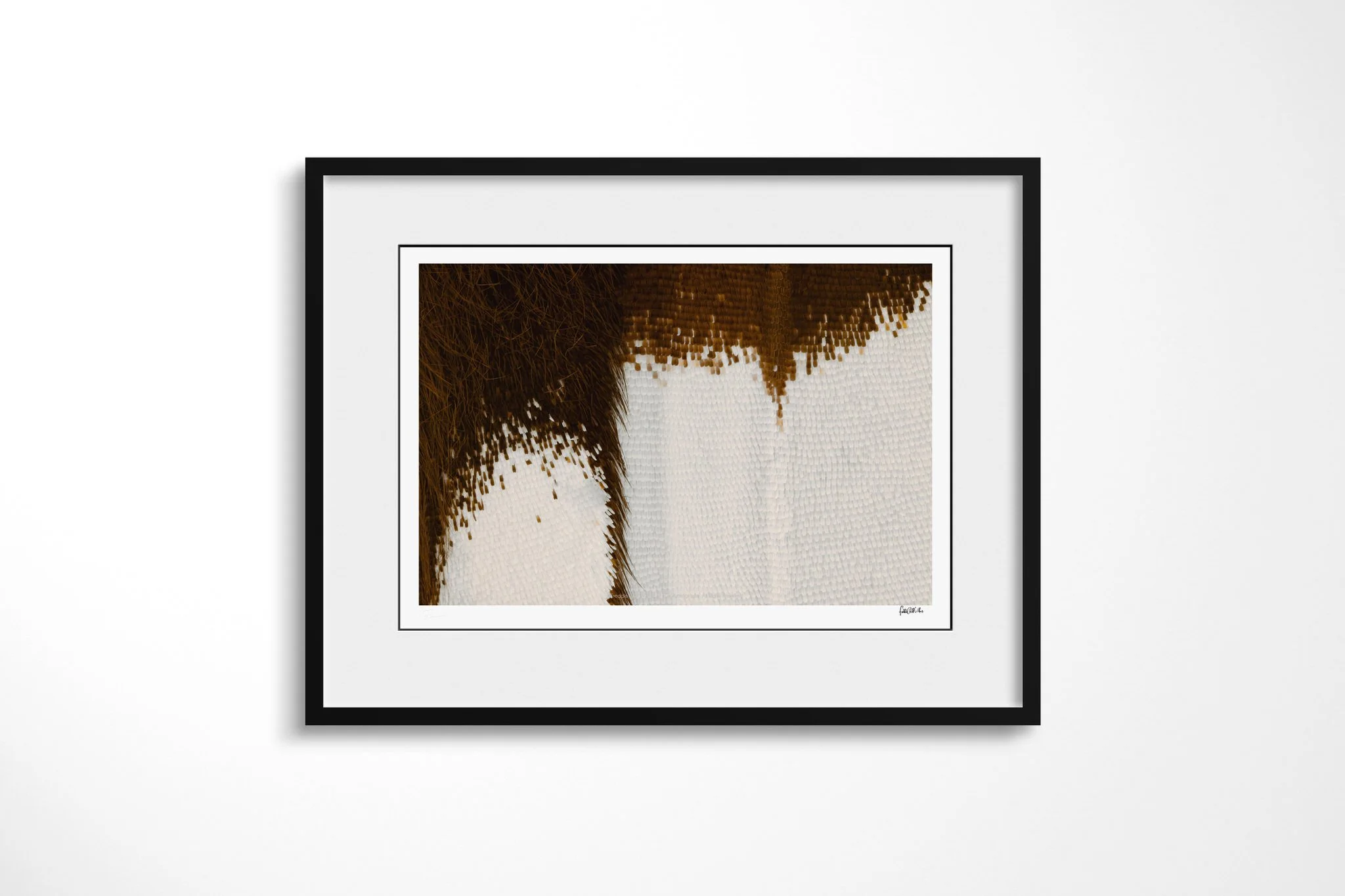 Black-framed presentation of Papilio gallienus - Papilionini Tribe with a white mount, showing a dense dark brown wing area feathering into white scales with a fringe of fine hairs.