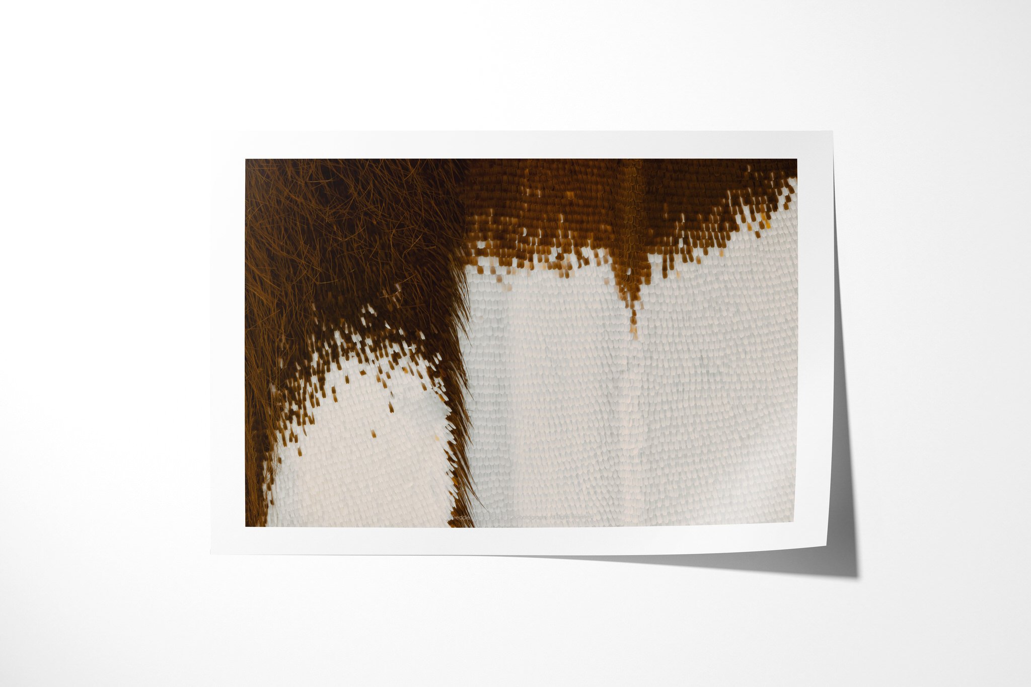 Fine art paper print of Papilio gallienus - Papilionini Tribe, showing a dense dark brown wing area feathering into white scales with a fringe of fine hairs.