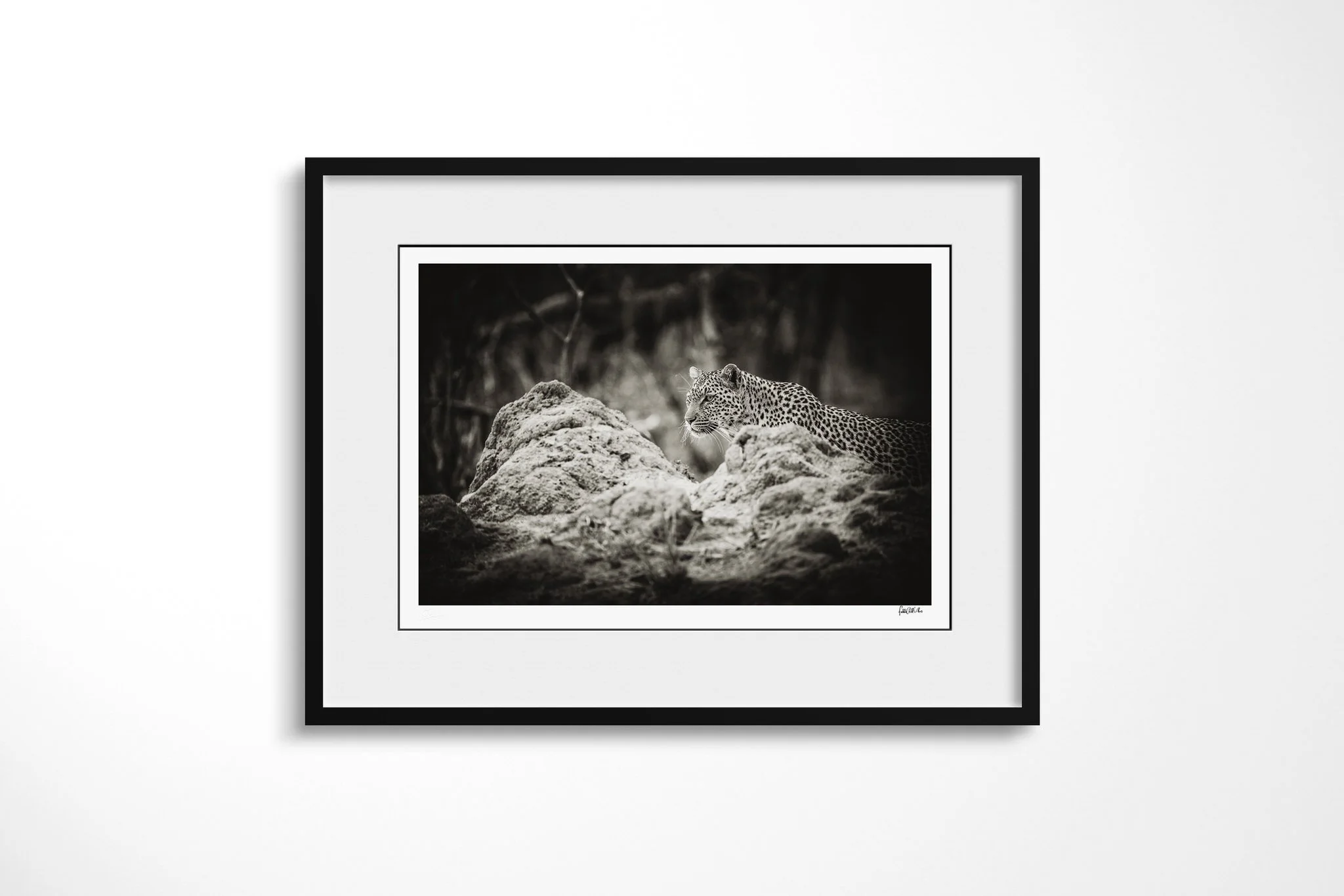 Framed presentation of Leopard with a white mount and black frame, showing leopard partly concealed behind pale rocks, with its head and shoulders visible above them.