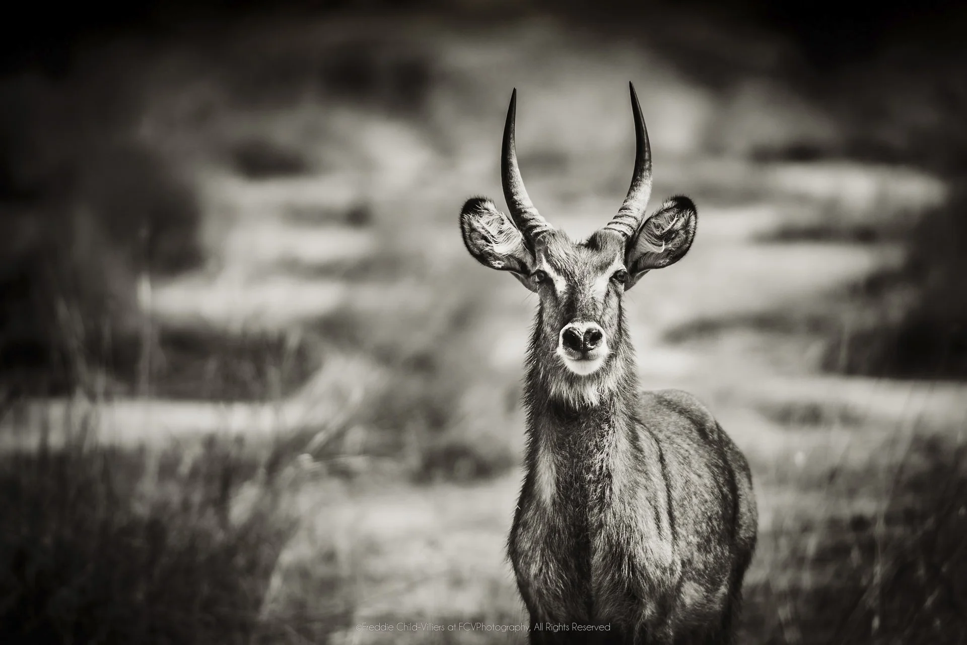 Young male common waterbuck standing in grass, with long ringed horns, pale muzzle and shaggy coat.