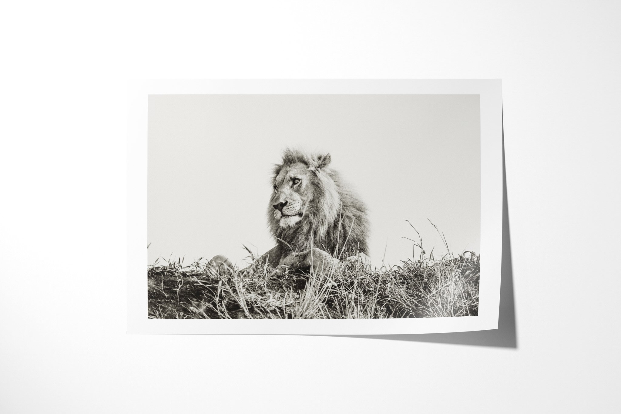 Fine art paper print of Pride II, showing maned male lion reclining on a grassy rise in profile beneath a broad pale sky.