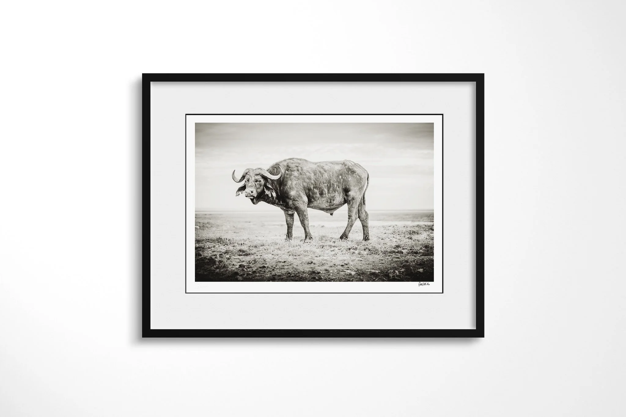 Framed presentation of Dagga Boy with a white mount and black frame, showing solitary African buffalo standing on an open plain, its heavy horns silhouetted against pale ground.