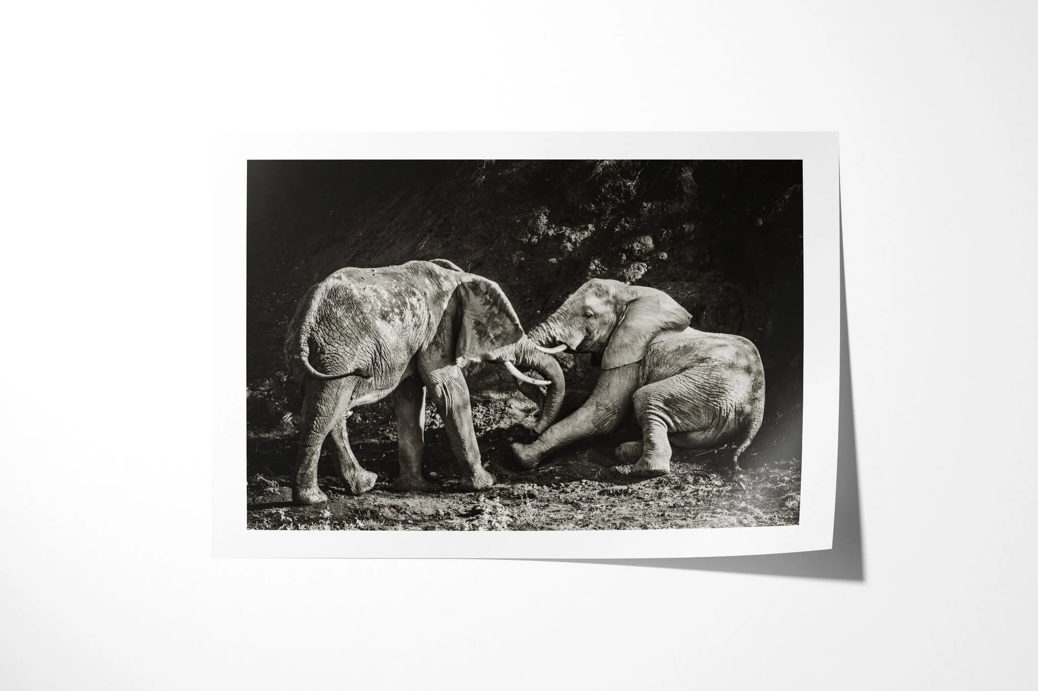 Fine art paper print of Pushover, showing two African savanna elephants in close physical interaction, one leaning low as trunks and tusks meet.