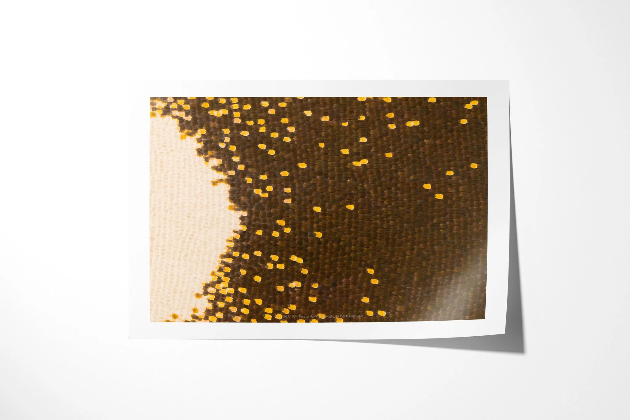 Fine art paper print of Papilio antenor - Papilionini Tribe I, showing dark brown wing scales scattered with yellow-gold dots beside a large cream-white curve.