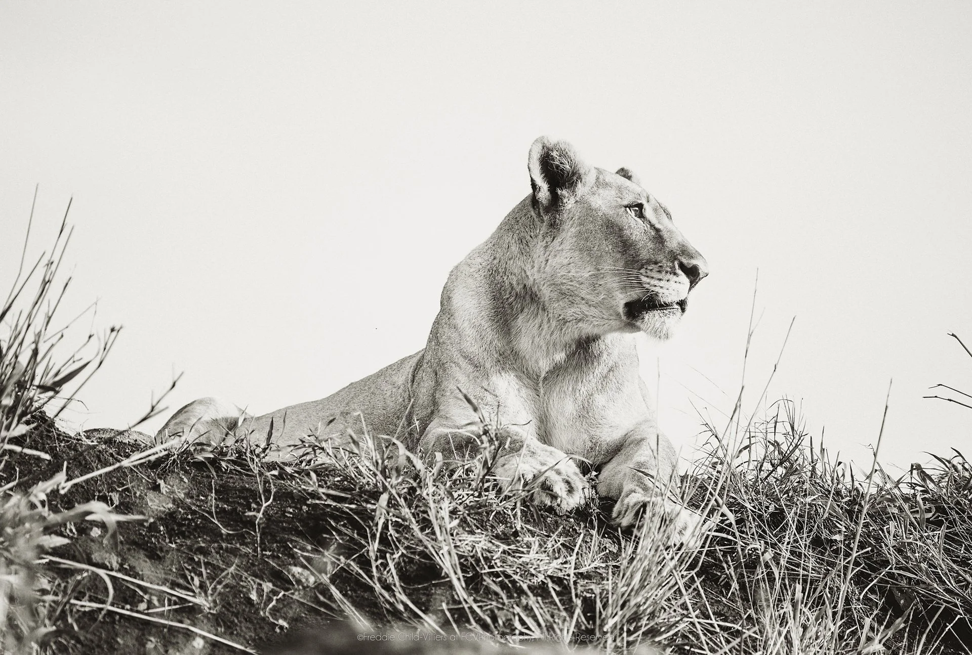 Lioness reclining on a grassy rise in side profile against a broad pale sky.