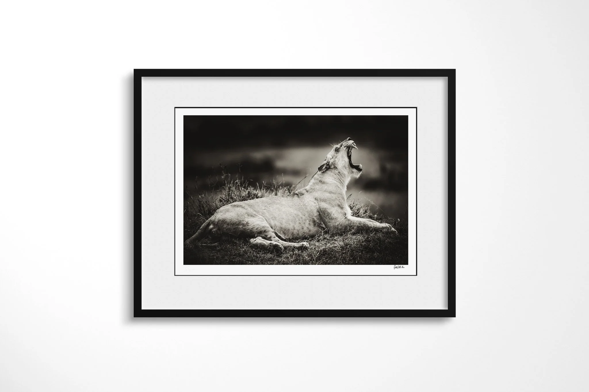 Framed presentation of Howl with a white mount and black frame, showing lion lying in short grass with its head raised and mouth open.