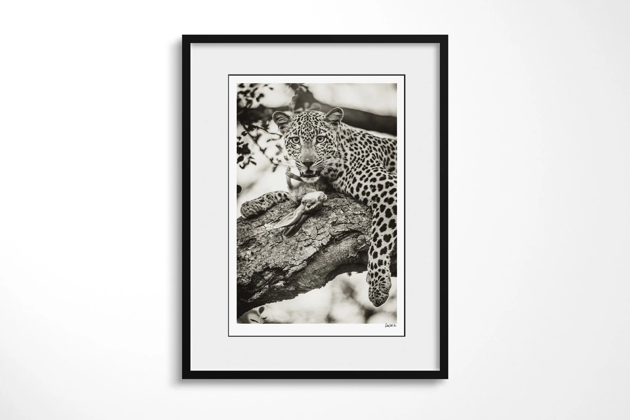Framed presentation of Protective with a white mount and black frame, showing leopard stretched along a tree branch beside visible prey remains, looking towards the camera.