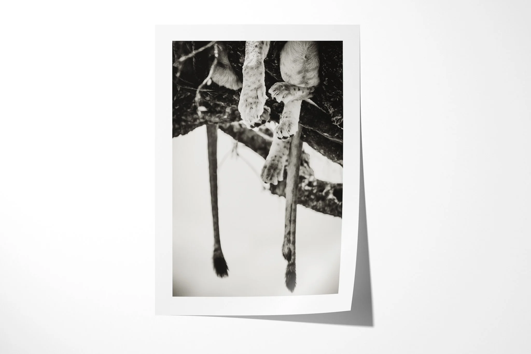 Fine art paper print of Hanging II, showing cropped view of lion paws and two tails hanging beneath a broad tree branch.