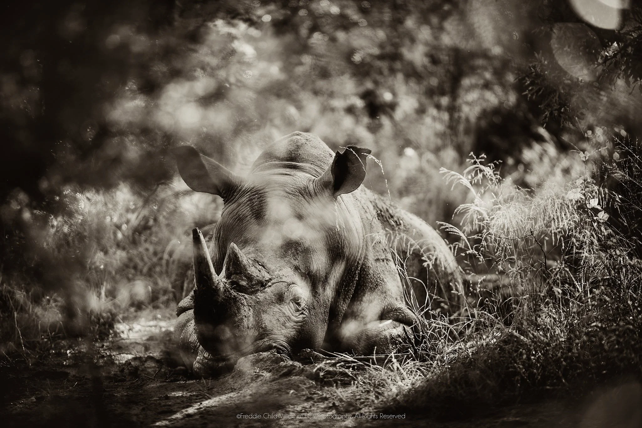 Rhinoceros lying on the ground in dappled woodland, with its head and horns in side view.