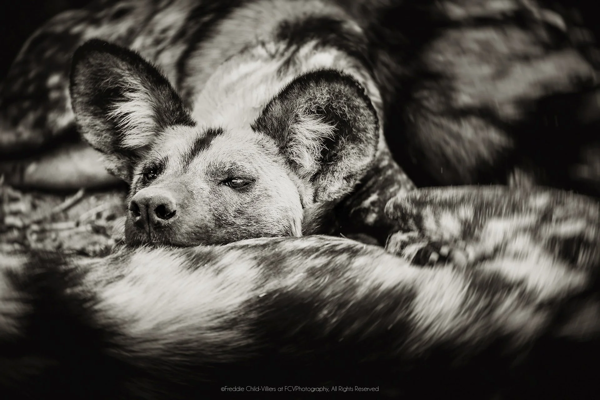 African wild dog resting with its head between the mottled bodies of other pack members.