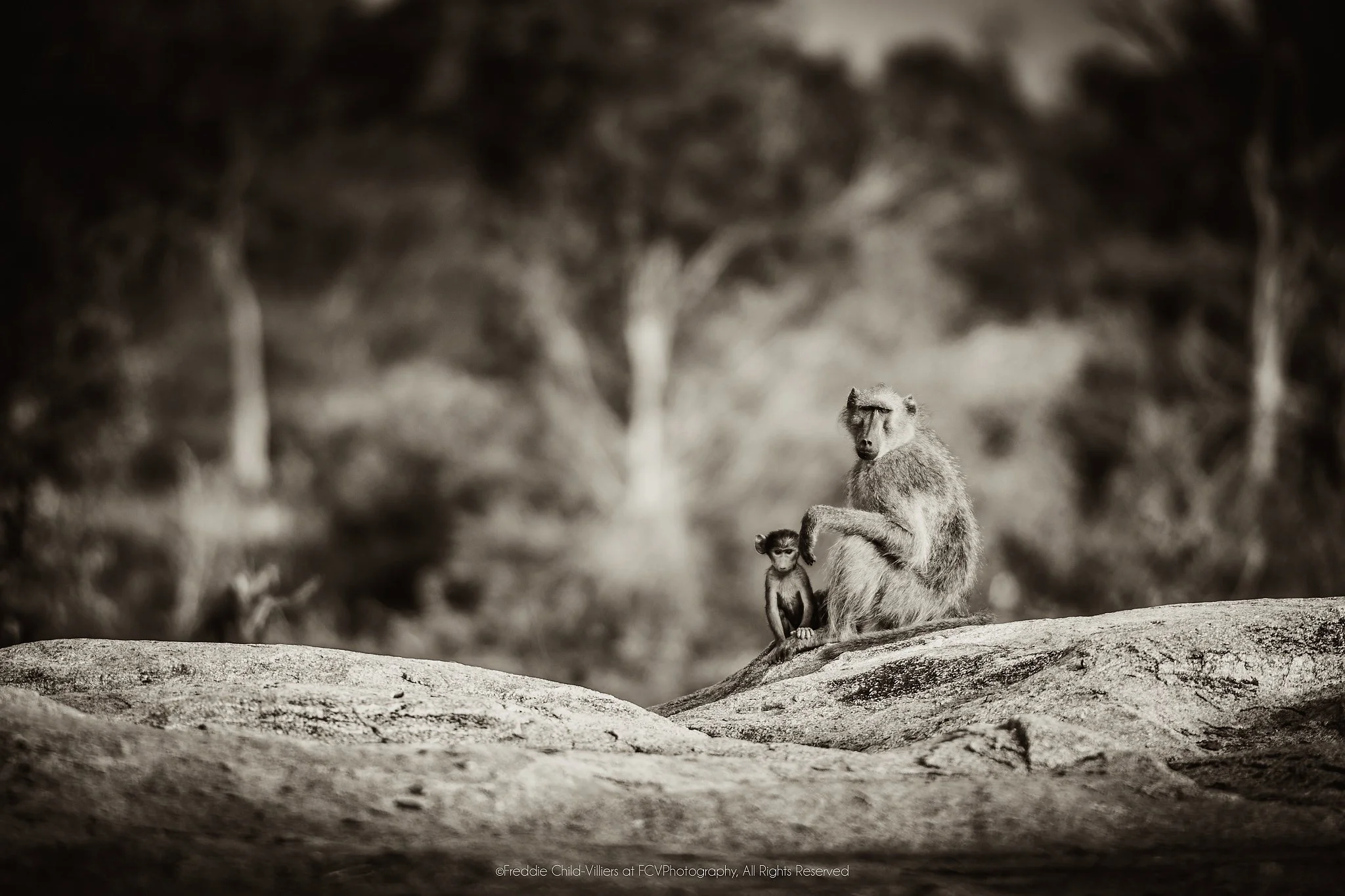 Adult baboon seated on a rock with a small infant held close against its body in woodland.