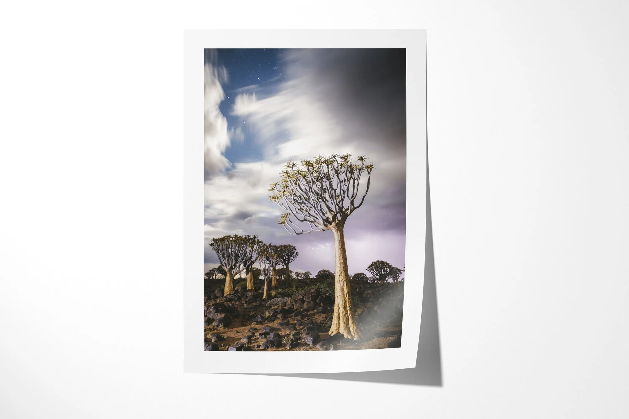 Unframed fine art paper print of The Quiver Tree, showing a tall quiver tree on rocky ground beneath sweeping pale clouds, with smaller quiver trees in the background.