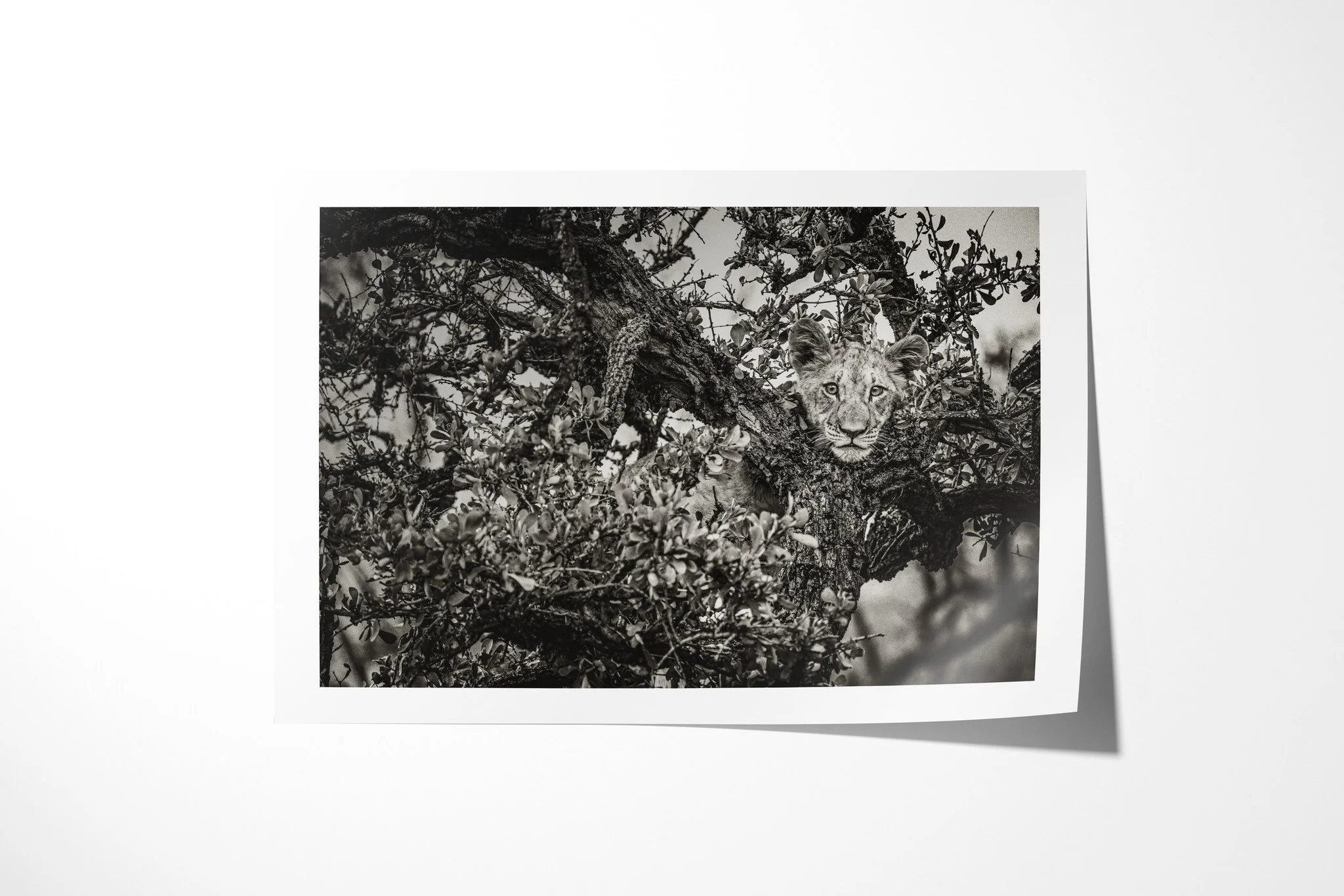 Fine art paper print of On The Look Out, showing lion cub’s face emerging through dense tree branches and leaves, with one eye held in clear focus.