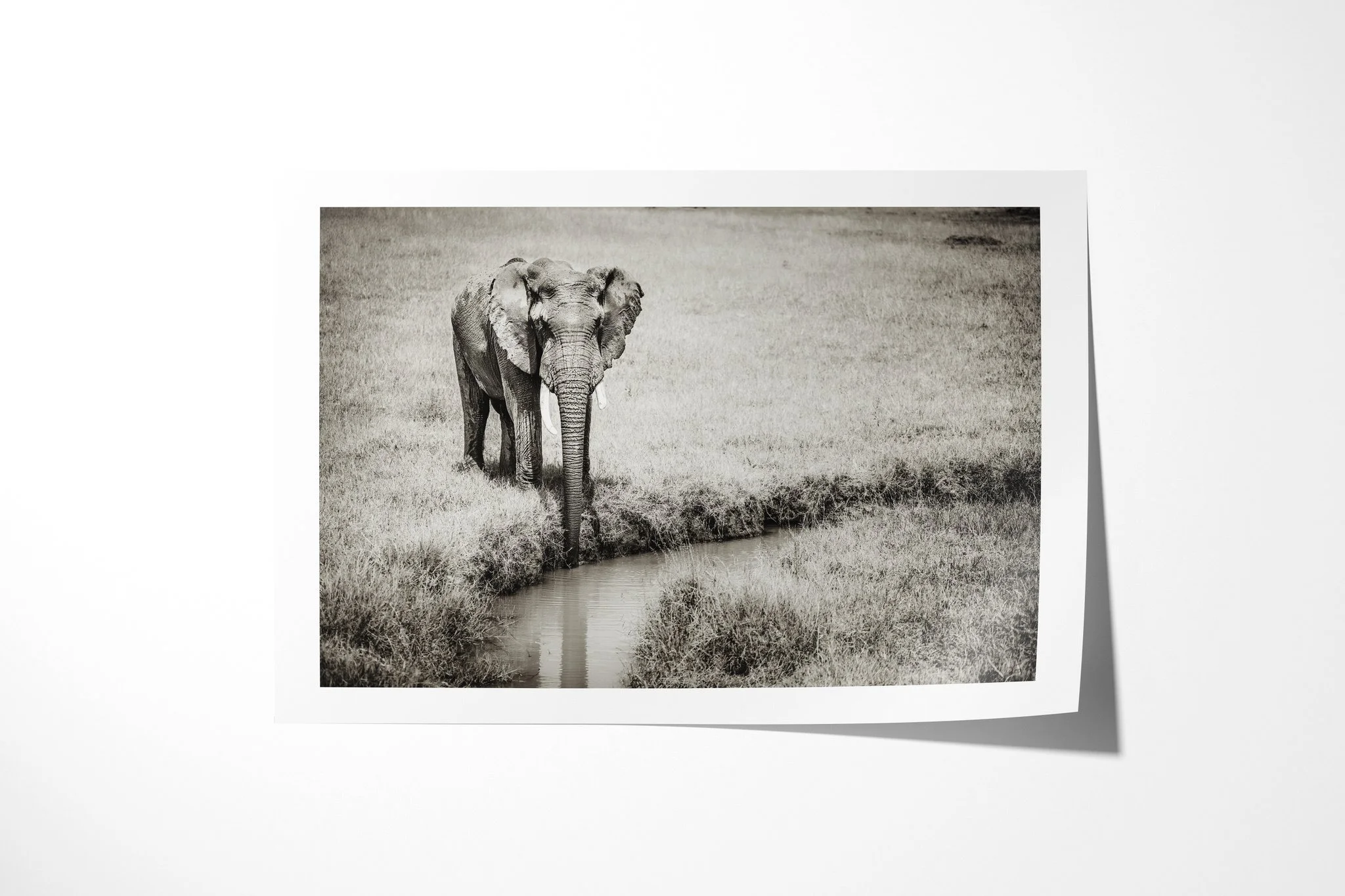 Fine art paper print of Tusker, showing solitary African savanna elephant with long tusks standing on grass beside a narrow water channel.