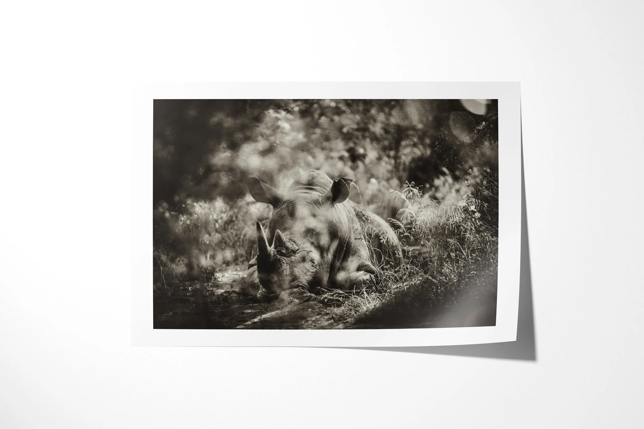 Fine art paper print of Dazed, showing rhinoceros lying on the ground in dappled woodland, with its head and horns in side view.